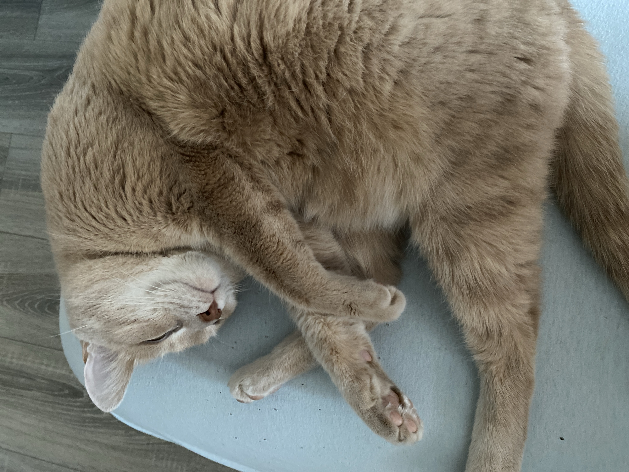 A light brown or cream-colored cat is captured sleeping peacefully indoors, possibly in Chaikovsky, Russia. The cat is curled up on a light blue soft surface, which appears to be a cushion, blanket, or pet bed. Its eyes are closed, indicating deep relaxation or sleep, and its head is gently resting on the surface. The cat's front paws are elegantly crossed over each other, showcasing its soft, pink toe beans. Its fur is dense and appears very soft, with subtle variations in color, particularly noticeable on its body and tail. A portion of a wooden floor with a gray-toned finish is visible in the background on the left side of the frame, suggesting a domestic setting. The cat's pink nose is also visible. The image conveys a sense of calm and comfort. There is no visible text present in the image.