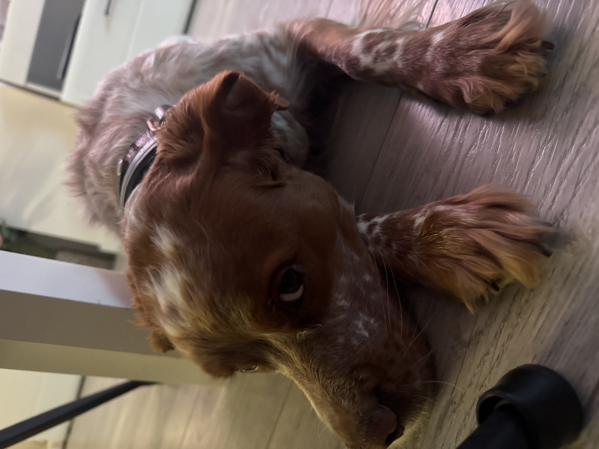 A red and white Brittany Spaniel dog is lying on a light wood floor. The dog has a black collar with a silver buckle. The dog's head is resting on the floor, and it is looking towards the camera. Part of a white table is visible in the background. The photograph was taken indoors. It is not possible to determine the location in Sofia, Bulgaria.
