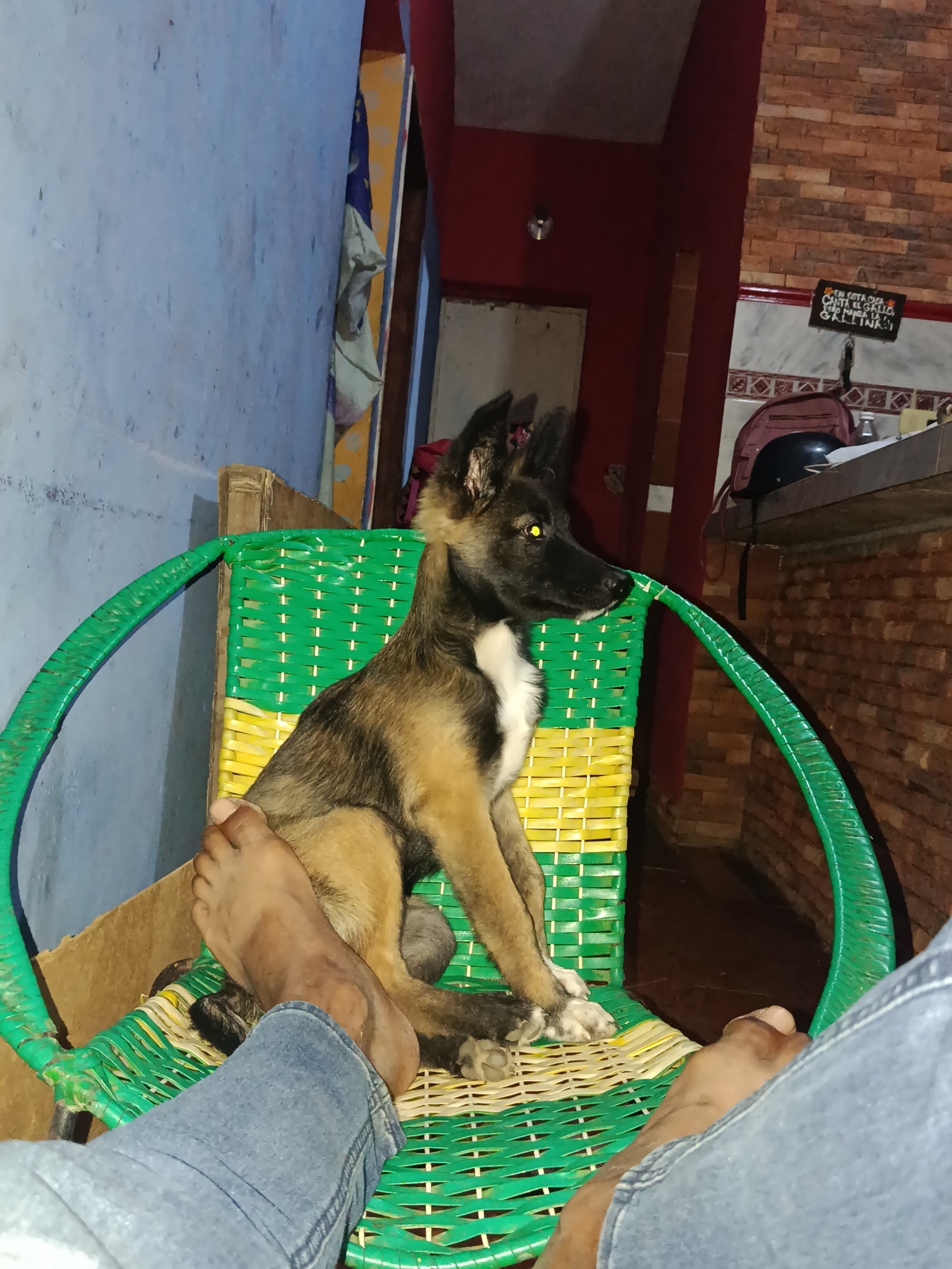 A medium-sized dog with tan, black, and white fur sits on a green and yellow woven chair. The dog is facing to the right and looking slightly upwards with its mouth closed. Its ears are pointed and its eyes are yellow. The dog's front paws rest on the seat of the chair, and its hind legs are tucked underneath. In the foreground, a person's legs, clad in blue jeans, are visible, with one foot resting on the chair next to the dog. The background shows a wall with light blue paint on the left, a doorway leading to a darker area with a red wall on the right, and a brick wall with a sign that reads "EN ESTA CASA CANTA EL GALLO PERO MANDA LA GALLINA!!" above a counter with a backpack and a bottle. The scene appears to be indoors in a residential or commercial setting. The location is identified as Juan Griego, Venezuela.