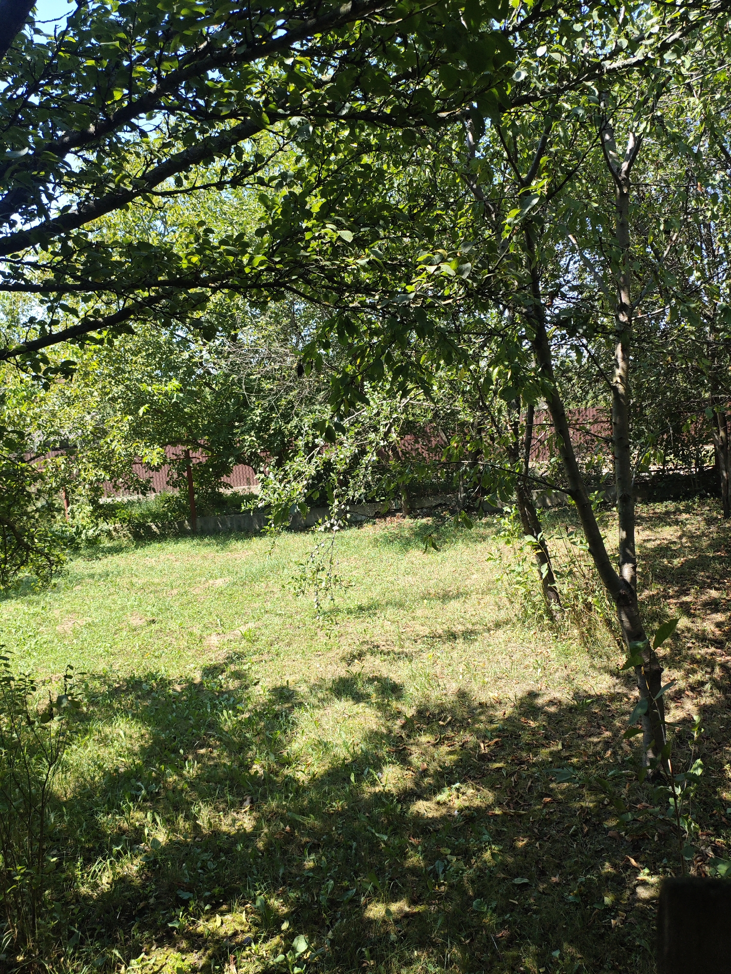 This is a ground-level, medium-shot, eye-level photograph of a shaded backyard with a lawn and trees. The scene is likely located in Armavir, Russia, as indicated by the presence of a brown wooden fence in the background, which is characteristic of many private properties in the region. The lawn is a mixture of green grass and dry, sparse patches, with fallen leaves scattered throughout. Several trees with dense green foliage are visible, casting dappled shadows across the lawn. One prominent tree in the foreground on the right has a thick, light-colored trunk with some smaller branches and leaves extending outwards. The overall impression is one of a well-established, somewhat overgrown garden. No people or animals are visible in the image. The sky is partially visible through the tree canopy and appears clear and blue.