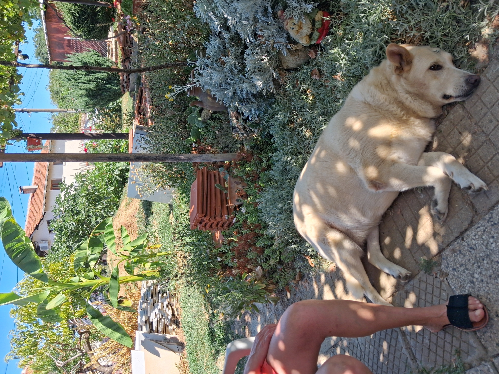 In Goran, Bulgaria, a light-colored dog is lying on a paved surface in a garden. The dog is resting on its side, with its head turned towards the camera. A person's legs and feet, wearing black sandals, are visible on the left side of the frame, sitting on what appears to be a chair. The garden is filled with various plants, including a banana tree, and there are stacks of terracotta roof tiles and pots scattered around. In the background, a building with a red-tiled roof and a satellite dish can be seen. The scene is bathed in sunlight, casting dappled shadows from overhead foliage onto the dog and the ground.