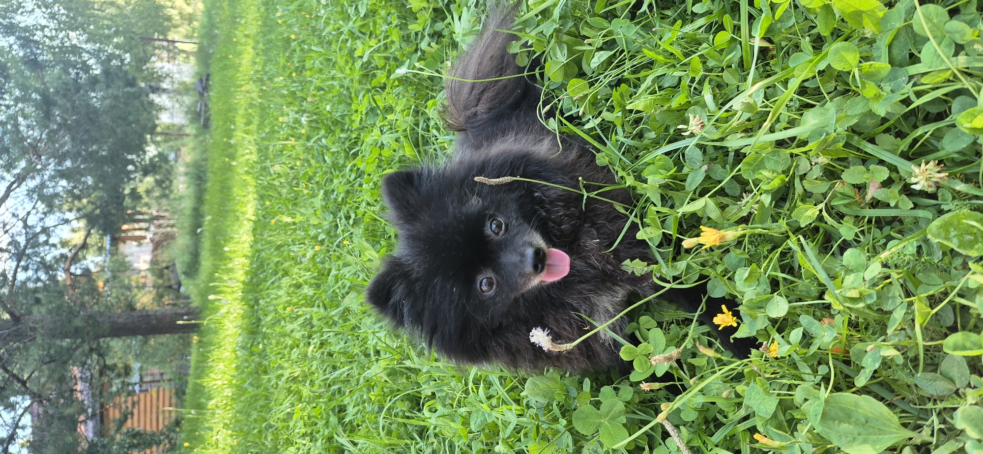 A black Pomeranian dog lies in a grassy field in Bezvodnoye, Russia, with a wooden house visible in the background. The dog is the primary subject, with its head and upper body visible, panting with its tongue out. It is surrounded by lush green grass and small yellow flowers. The background shows a blurred image of a wooden building with a pitched roof, suggesting a rural or suburban setting. The scene appears to be outdoors during daylight hours, with soft lighting indicating it might be late afternoon or early morning.