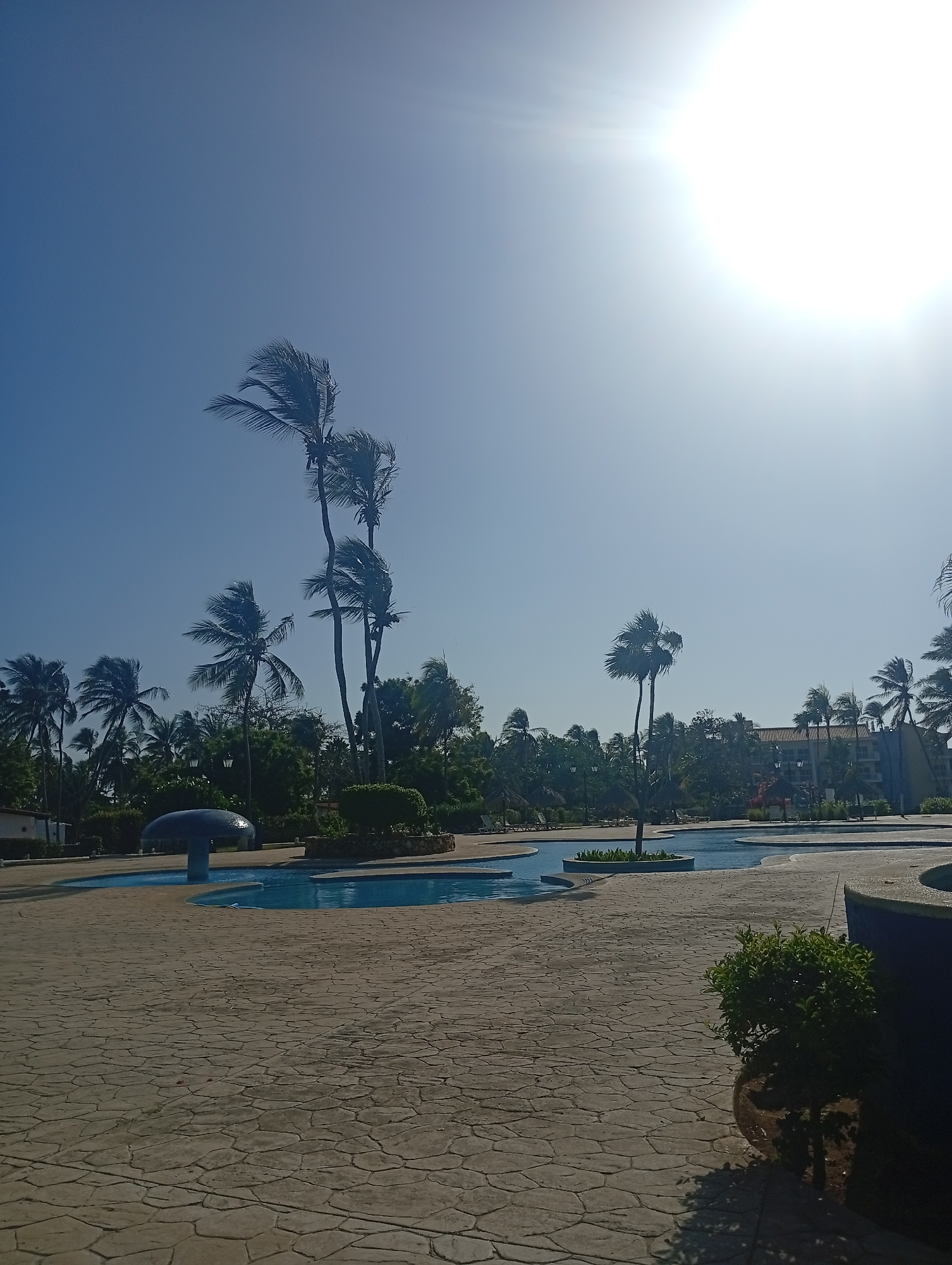 The image shows a sunny outdoor scene in Playa El Agua, Venezuela. A winding pool with a mushroom-shaped water feature is prominent, surrounded by a patterned stone surface. Several palm trees are visible, some bending in the wind. In the background are other trees and a building. A potted plant sits in the foreground to the right. No people are visible.