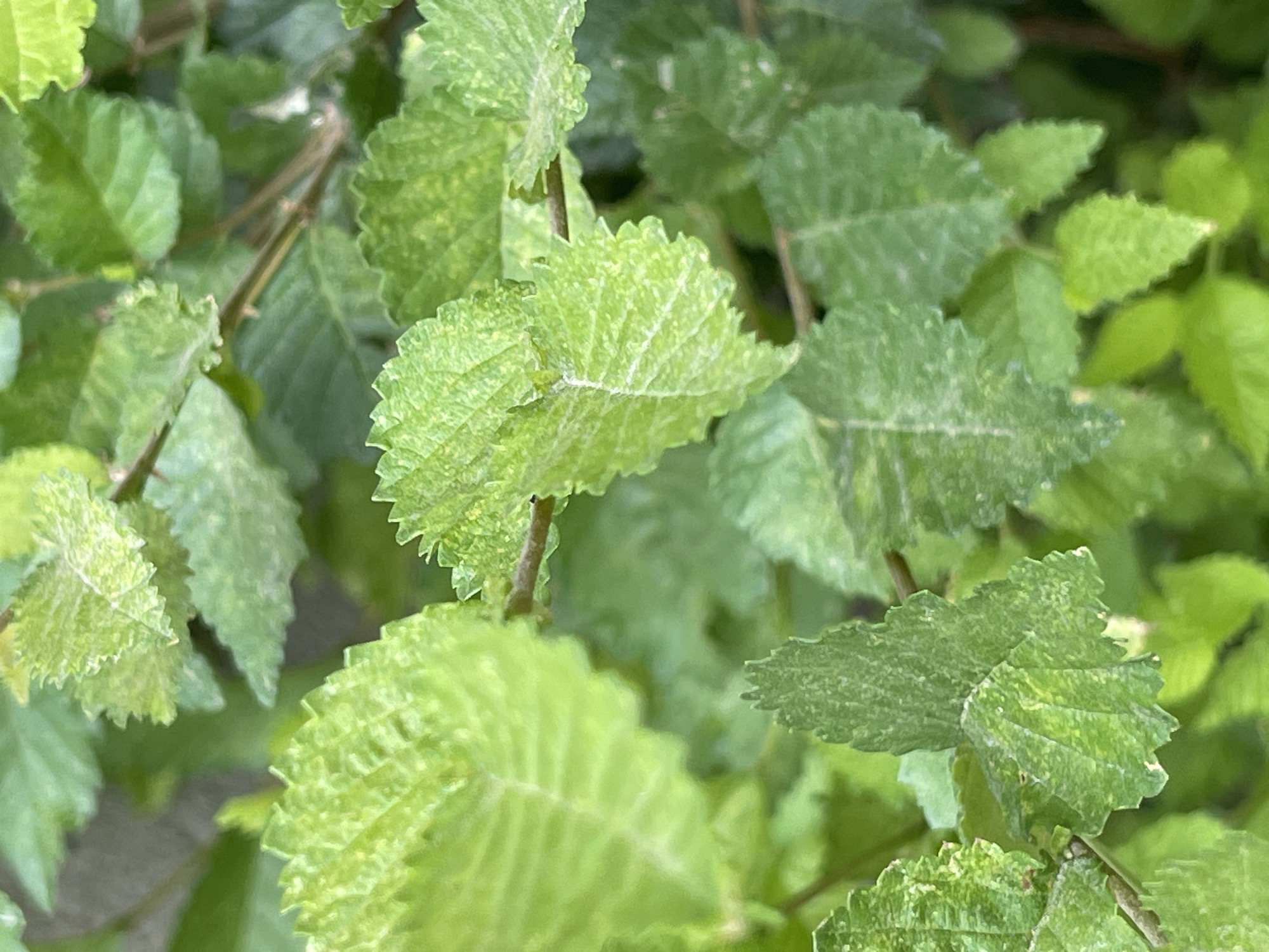 This is a close-up, eye-level, medium shot of green leaves on a plant. The leaves are serrated and have a textured, somewhat mottled appearance with lighter green and yellow speckling. Some leaves are in sharp focus, while others are blurred in the background, suggesting a shallow depth of field. The image appears to be taken outdoors in natural light, with the focus on the foliage itself. There are no people or any discernable urban elements, making it impossible to identify a specific location within Bishkek City, Kyrgyzstan.