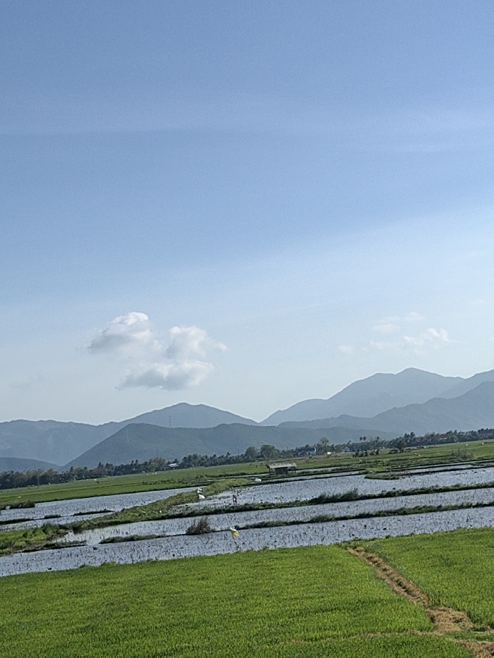 The image depicts an extensive rural agricultural landscape in Ninh Hòa, Vietnam, dominated by rice paddies under a clear blue sky. The sky occupies approximately the upper two-thirds of the frame, featuring minimal scattered cumulus clouds, notably a small cluster slightly left of center. A distinct range of hazy, bluish-grey mountains forms the distant horizon, with irregular peaks stretching across the background.
In the midground and foreground, cultivated rice paddies are visible. The immediate foreground features a section of vibrant green, uniformly grown young rice plants. A narrow, winding dirt path or dike traverses this green field from the lower right. Beyond this, numerous rectangular sections of rice paddies are arranged, many of which are filled with standing water reflecting the sky, indicating recent planting or preparation. Within these flooded sections, rows of nascent rice seedlings are discernible.
A single human figure, dressed in light-colored clothing, stands in a flooded paddy section in the mid-left, appearing to engage in agricultural activity. Nearby, several small, white, flag-like objects are visible within the paddy. A small, rustic hut with a dark roof and light walls is situated between paddy sections in the midground, slightly to the right of center. Further into the distance, near the base of the mountains, subtle indications of human habitation, including trees and faint structures, are present. The scene is illuminated by bright daylight.