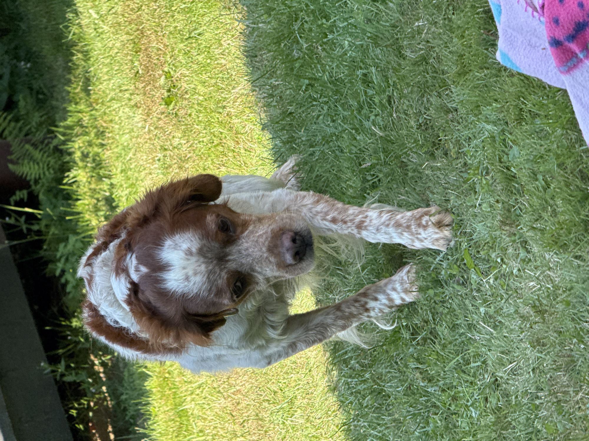 A medium-sized Brittany Spaniel dog with brown and white markings is standing on a grassy lawn in the city of Polańczyk, Poland. The dog is looking down and forward, with its front legs extended. The grass is green and appears to be well-maintained. In the background, there is a dark-colored wooden structure and some greenery. A colorful towel is partially visible in the lower right corner of the frame. The lighting suggests it is daytime, possibly late afternoon due to the shadows.