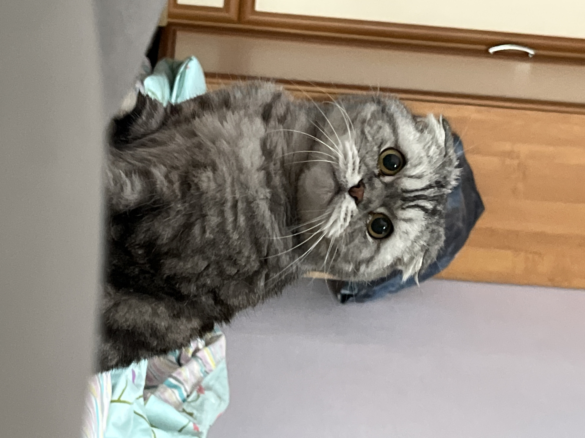 An indoor scene in Chaikovsky, Russia, features a domestic cat, likely a Scottish Fold given its characteristic flat ears, as the central subject. The cat is a grey tabby, displaying prominent darker stripes over a lighter grey coat, and possesses large, expressive, wide-set eyes with black pupils that convey curiosity or attentiveness. Long, white whiskers fan out from its muzzle, and its nose is a soft pinkish-brown.
The cat is positioned against soft furnishings. A light blue fabric with a subtle pattern is visible beneath and around the cat, possibly a blanket or a cushion. To the left, a plain, light grey surface, likely a wall or a large piece of furniture, partially obscures a light-colored, striped fabric. The background reveals wooden furniture, possibly a cabinet or wardrobe, with a light brown main panel and a darker trim. A silver, arched handle is visible on this furniture. The lighting suggests it is daytime, illuminating the scene clearly without harsh shadows. The cat's gaze is directed straight at the viewer, giving the impression of an engaging moment of interaction. There is no visible text in the image.