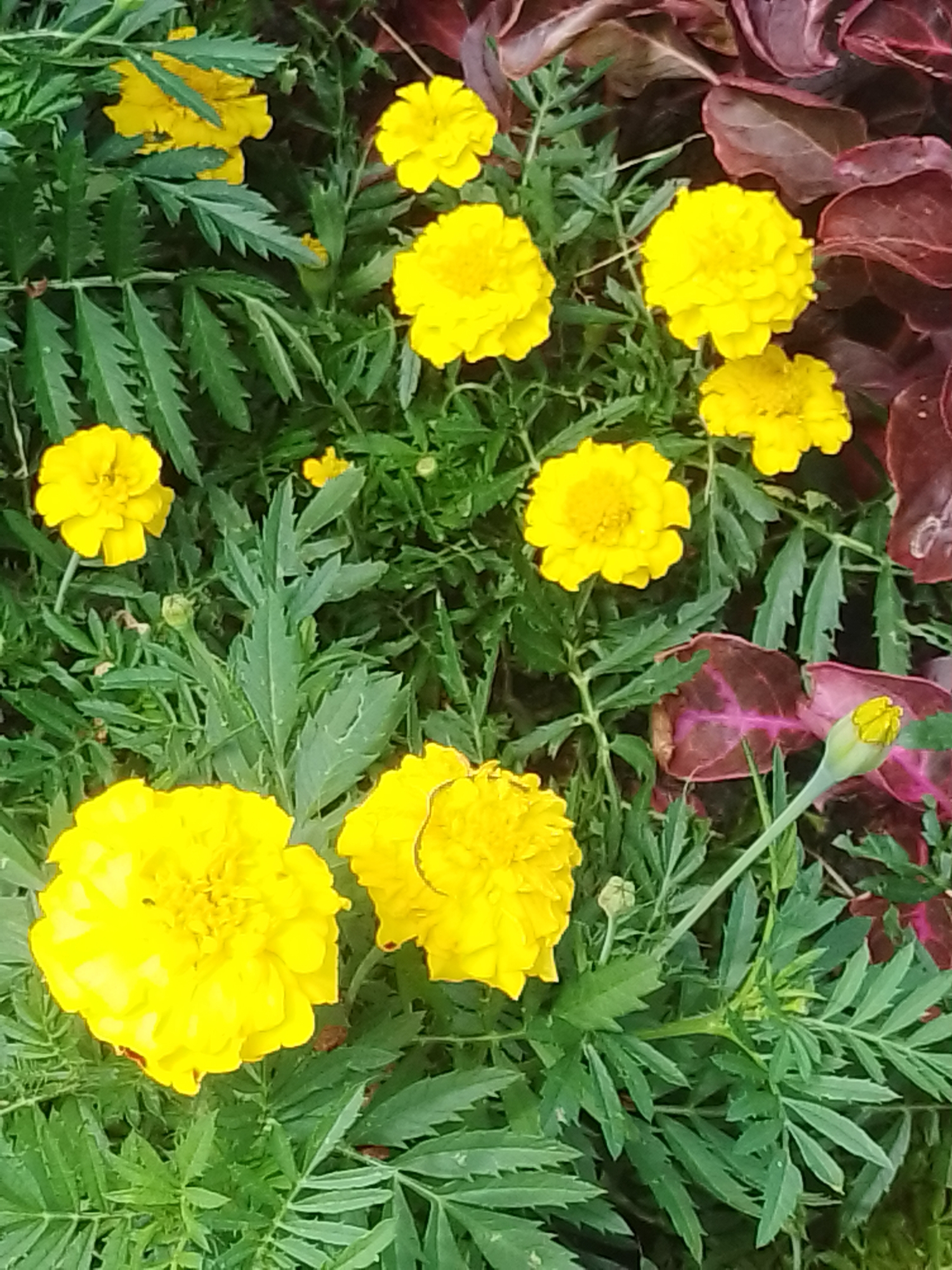 The image shows a close-up view of a patch of bright yellow marigolds with green, serrated leaves. Some of the marigolds are fully bloomed, displaying dense, ruffled petals, while others are buds. The background includes dark, purplish-red leaves from another plant, adding a contrasting color to the scene. The lighting suggests it is daytime, likely outdoors. There are no people or animals visible in the image. The scene appears to be a garden or park area. No specific landmarks or features that would indicate a precise location in Myrhorod, Ukraine are visible.