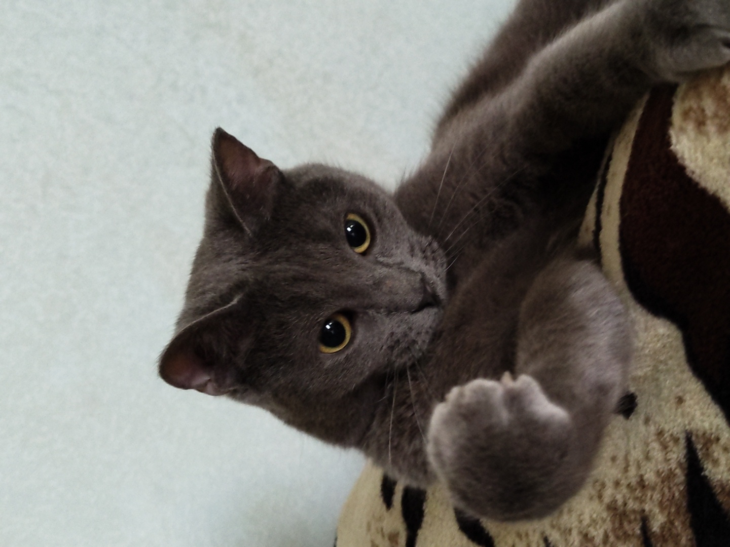 A close-up shot presents a grey cat with golden eyes, positioned on a brown and tan patterned surface, possibly furniture. The cat's body extends diagonally from the upper right, with its head tilted toward the lower left corner of the frame. A neutral background is visible in the upper left.