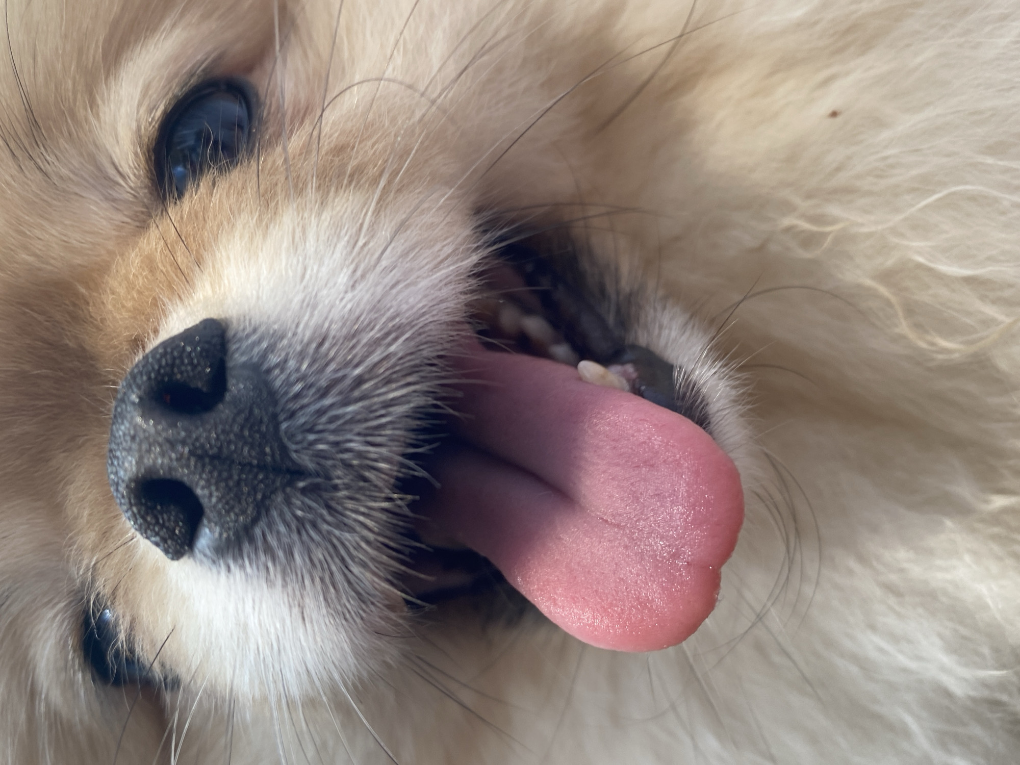 Close-up image of a light-furred dog with a black nose, visible eye, and pink tongue extended. The dog is lying down. The location is unknown.