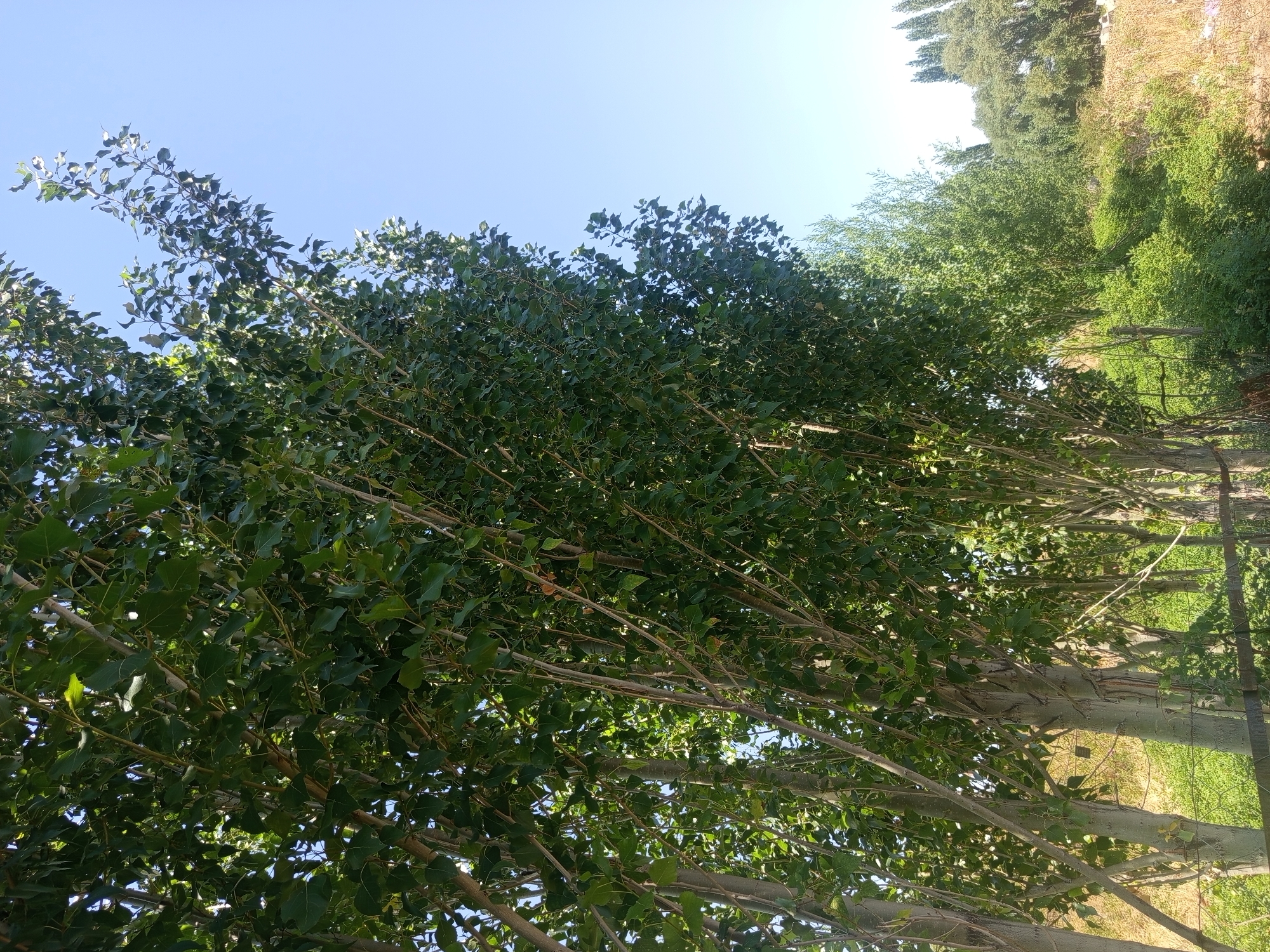 A low-angle, full-shot photograph captures a row of tall, slender trees with dense green foliage against a clear blue sky. The trees are positioned along the left side of the frame, with their trunks and branches dominating the foreground and mid-ground. Sunlight filters through the leaves, creating a dappled effect. In the distance, a line of shorter, rounded trees and shrubs is visible, with dry, yellowed grass and a hint of a fence in the foreground. The scene appears to be a natural or semi-natural setting, possibly on the outskirts of a rural area or in a park. There are no people or animals present in the image, and no identifiable man-made structures beyond the fence. The overall impression is one of a tranquil, sun-drenched day in a verdant landscape.