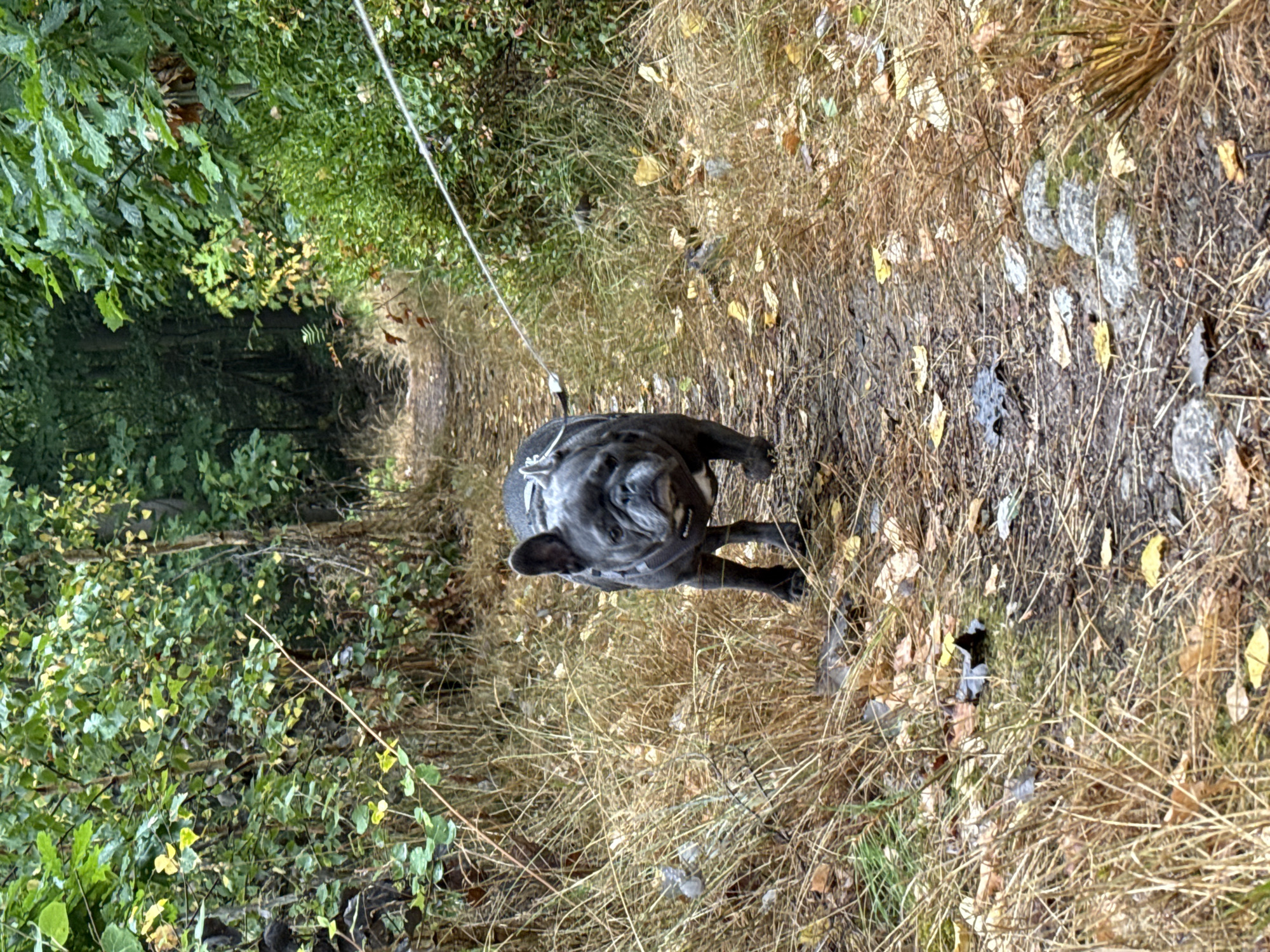 A gray French Bulldog is walking on a dirt path in a forest. The dog is wearing a harness and is attached to a white leash. The path is lined with dry grass and fallen leaves. The forest is dense with trees and green foliage. In the background, the path continues into the distance, disappearing into the trees. The scene appears to be a natural setting, likely a park or hiking trail in the vicinity of Bad Sachsa, Germany, given the style of the path and the surrounding vegetation.