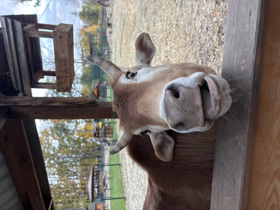 A light brown and cream-colored bovine, featuring short horns and an open mouth with visible tongue, is captured in a close-up, forward-facing perspective. It is positioned behind a weathered, light-brown wooden railing, which horizontally bisects the lower portion of the image. Overhead, a galvanized corrugated metal roof is supported by dark brown wooden beams, from which a natural wood bird feeder hangs in the upper right quadrant. The background, out of focus, reveals an enclosed outdoor area with dry, sparse grass and scattered autumn leaves. Distant wooden structures, including small gazebos and shelters, are visible amidst trees with yellow and orange autumn foliage under an overcast sky. This scene is situated within an animal park or similar enclosure in Lisne, Ukraine.
