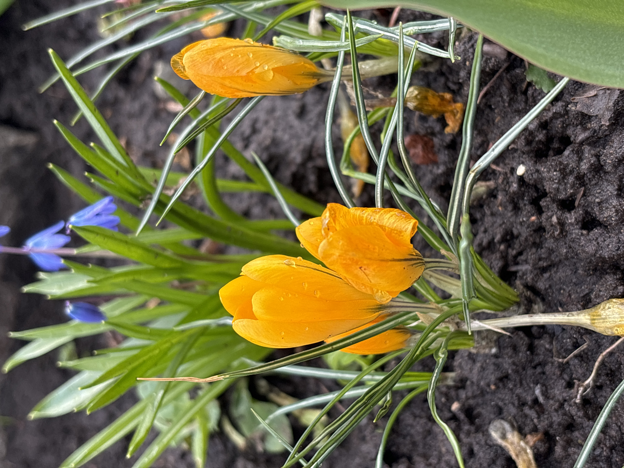 A close-up, slightly angled, outdoor shot of yellow crocus flowers and blue scilla flowers growing in dark, moist soil. The crocus flowers are dominant, with droplets of moisture on their petals. Thin, green, blade-like leaves surround the flowers. Some leaves have a white stripe running along their length. Decayed plant matter is scattered in the soil. The city of Chaikovsky, Russia, is not apparent from this image.
