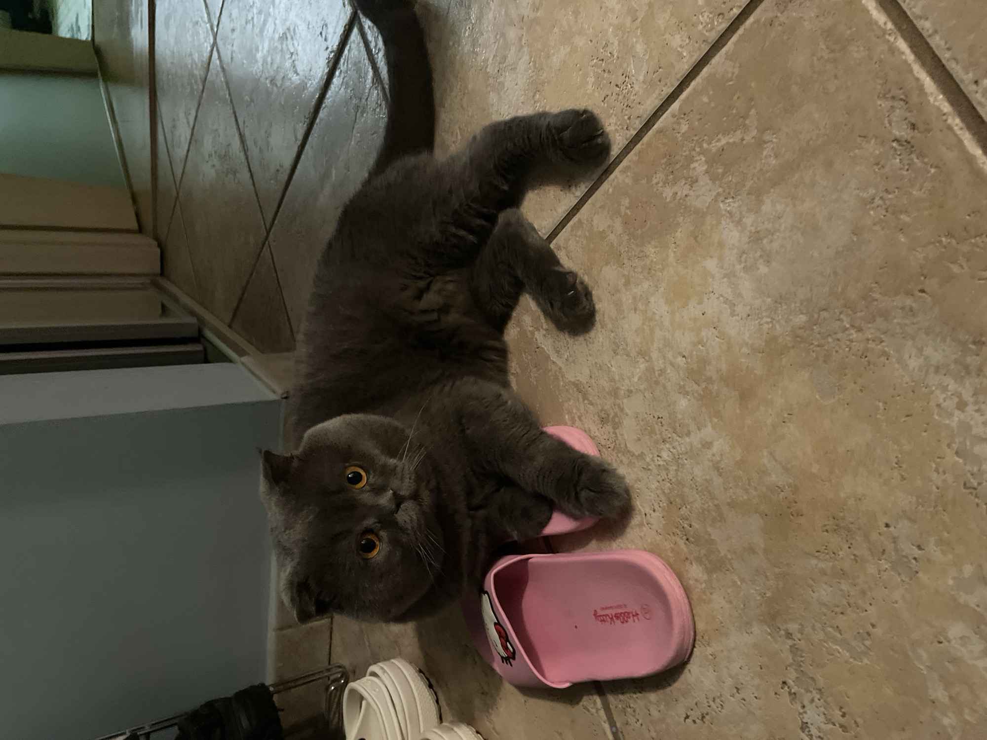 A gray Scottish Fold cat is lying on a tiled floor with its head near a pair of pink Hello Kitty Crocs. The cat is looking up toward the viewer. There are more shoes visible in the lower left corner of the image.