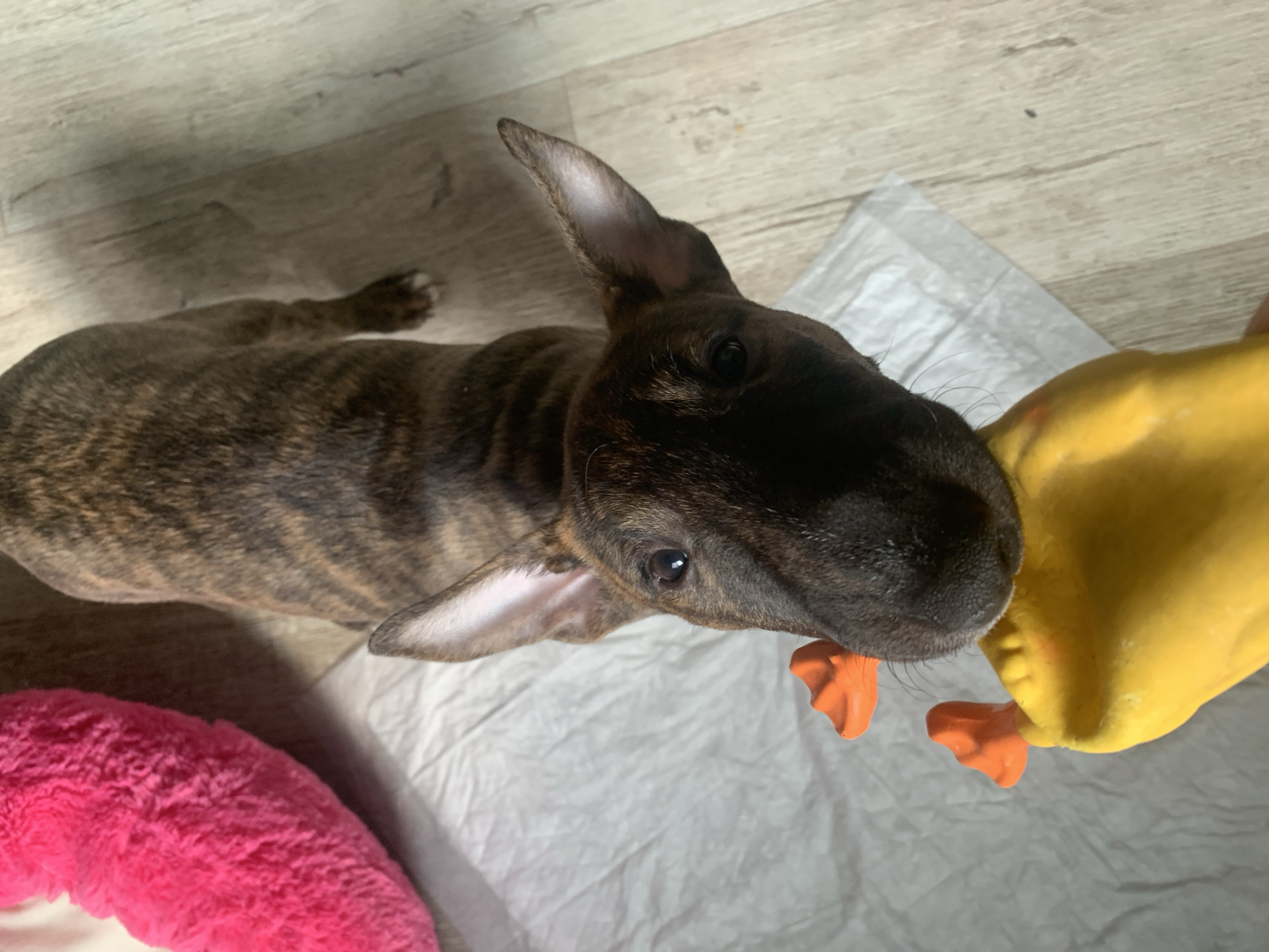 A brindle-colored puppy is looking directly at the camera with its mouth around an orange and yellow squeaky toy that resembles a duck. The puppy is lying on a white absorbent pad, with a bright pink plush dog bed to its left. The floor is made of light-colored wood planks. The scene takes place indoors on a wooden floor, with no visible indication of it being in Kazan, Russia.