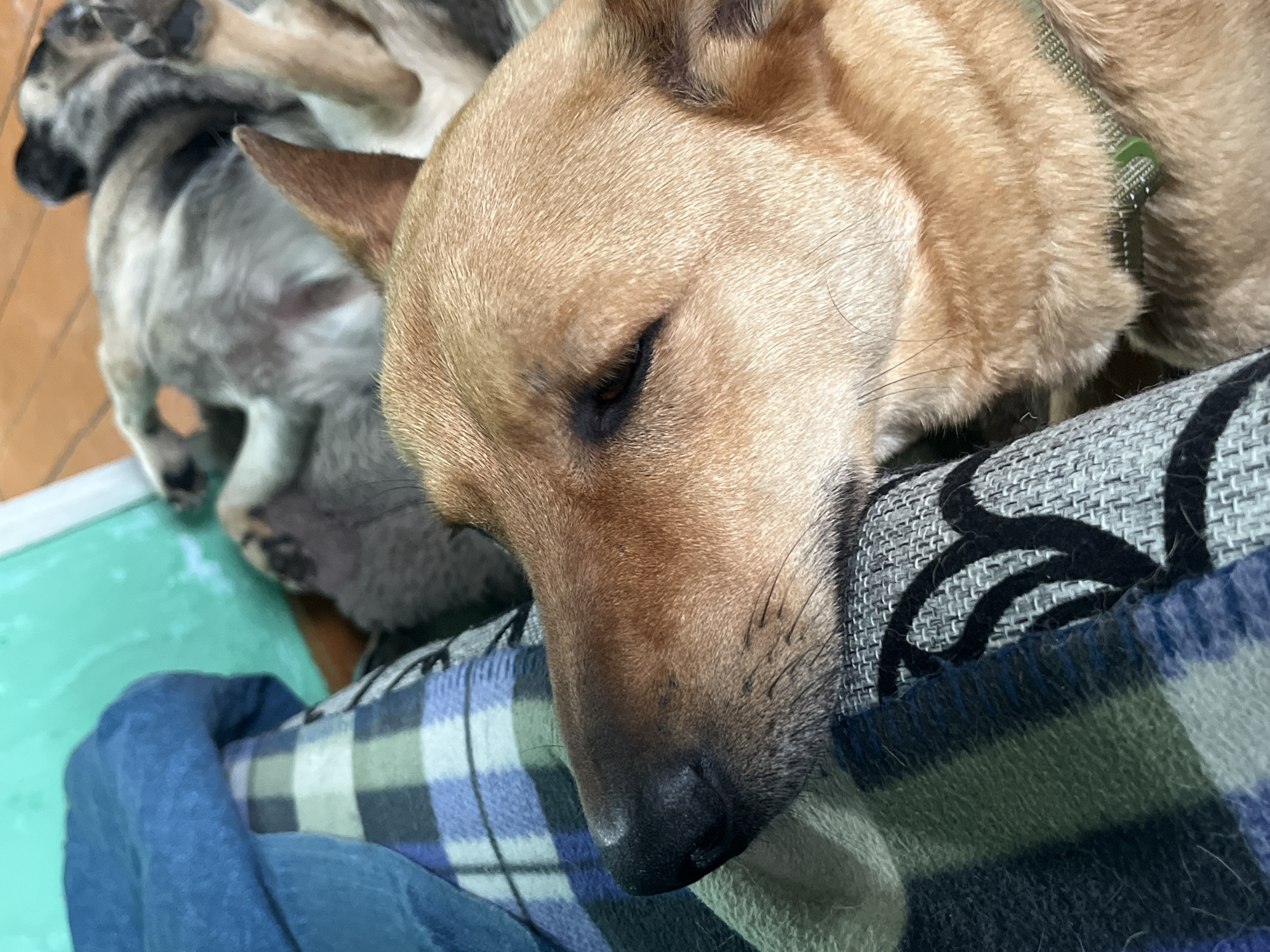 The image shows a close-up of a tan dog sleeping. The dog's head is resting on a patterned blanket. In the background, another dog, likely of a brindle or gray and black coat, is also asleep, lying on its back. The environment appears to be indoors, possibly a home, with a green surface visible in the upper left corner and wooden flooring in the upper right. The lighting suggests natural light. There are no people visible in the image. The image does not contain any information that would indicate its location in Nizhny Tagil, Russia.