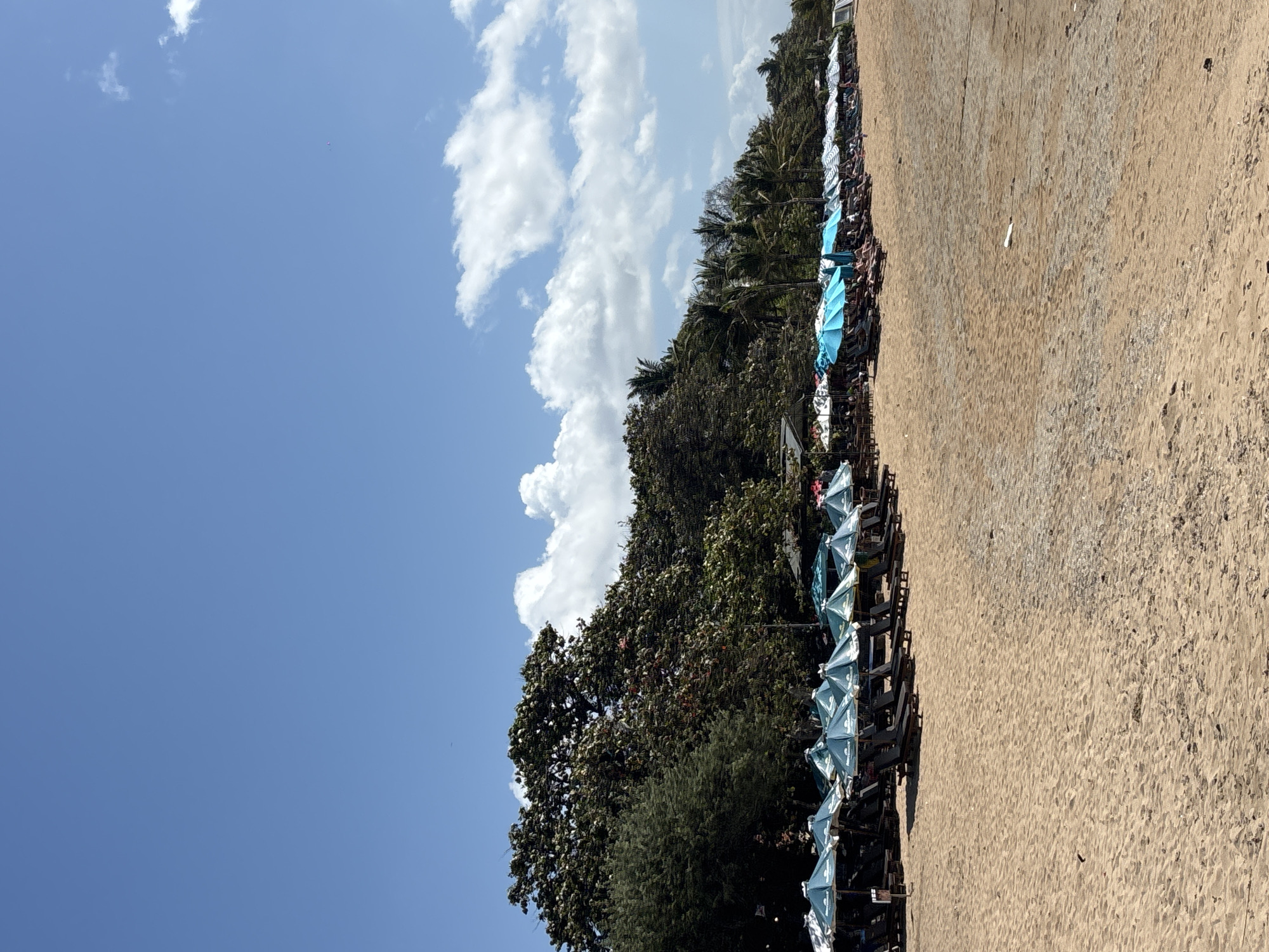 A wide, sandy beach stretches across the foreground of the image, with a line of lounge chairs and umbrellas set up along the edge. The umbrellas are a mix of teal and blue, providing shade for the chairs beneath. Behind the umbrellas, a dense line of lush green trees forms a natural barrier. The sky above is a clear blue, dotted with a few fluffy white clouds. The overall scene depicts a tranquil beach scene, likely in a tropical location. Based on the prevalence of palm trees and the style of beach setup, it is highly probable that this location is in or near the city of Denpasar, Indonesia, a region known for its beautiful beaches and tourist resorts.