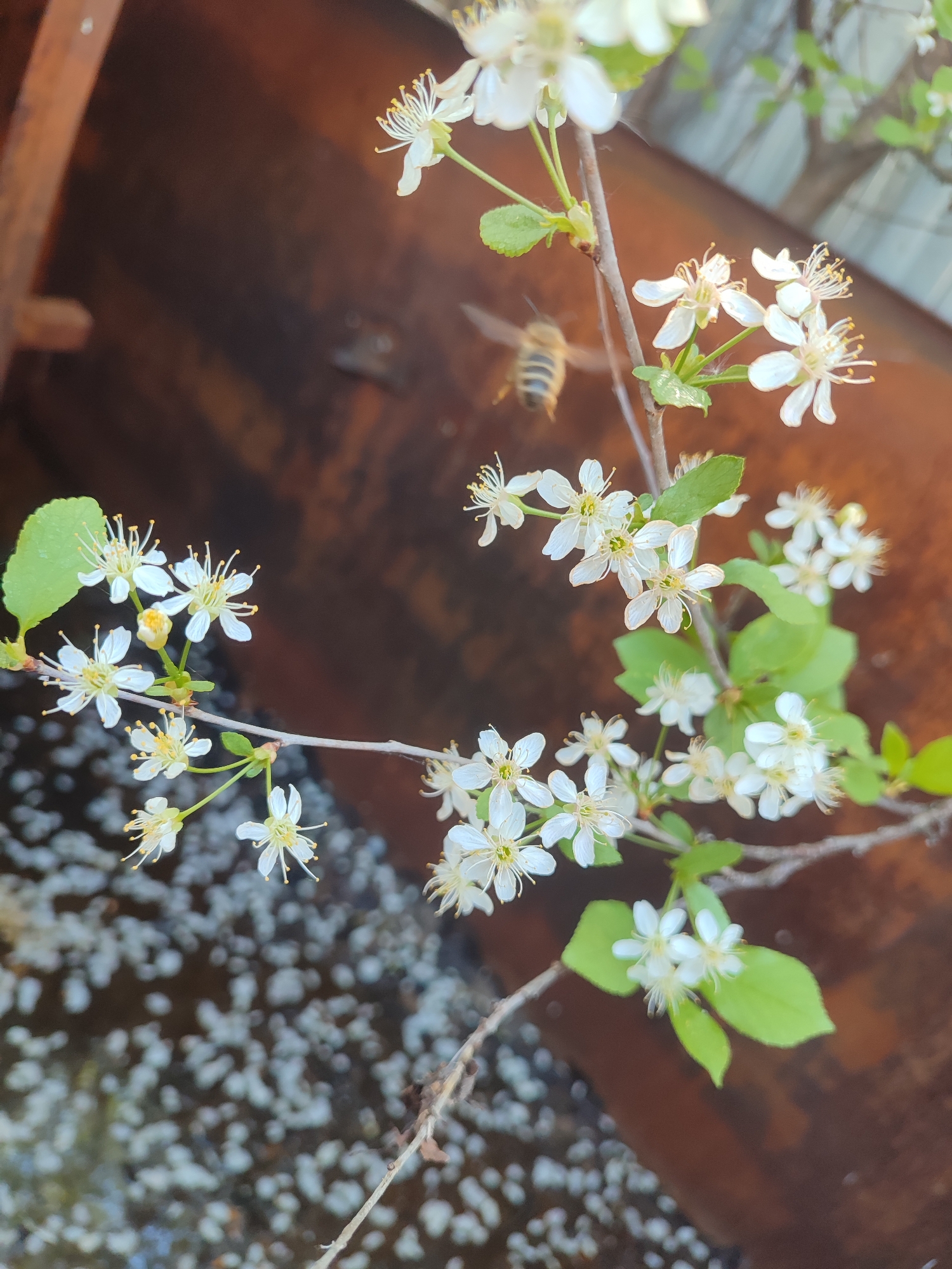 The image shows a close-up of blooming white flowers on a branch, with green leaves visible. A bee is flying toward the flowers. The background appears to be a rusty brown surface with a body of water below. The water's surface is covered with scattered white debris, possibly fallen flower petals. The image was taken in Malaya Purga, Russia.
