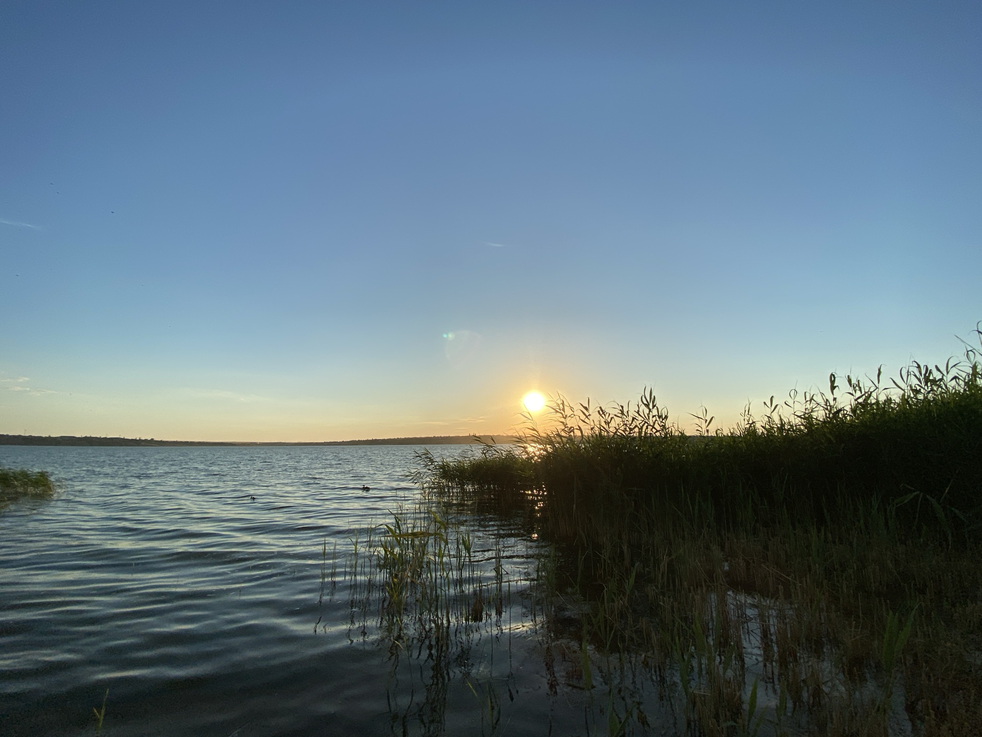This is a landscape photograph capturing a serene lake scene at sunset. The sun, a bright orb, is positioned in the middle-right of the frame, casting a warm glow across the sky and water. The sky transitions from a deep blue at the top to a pale yellow near the horizon, indicating the end of the day. Wispy clouds are faintly visible.
The foreground is dominated by the dark, rippling water of the lake, with reflections of the reeds and the sky visible on its surface. Tall, green reeds and grasses line the right bank of the lake, creating a lush border that extends towards the water. Some of these reeds are partially submerged. In the distance, a dark, low-lying landmass can be seen across the lake. Two dark objects, possibly ducks, are present in the water, adding a touch of wildlife to the scene.
The overall mood is peaceful and tranquil, enhanced by the soft light of the setting sun and the natural beauty of the lakeside environment. The image appears to have been taken outdoors during daylight, specifically at sunset. There is no visible text in the image.