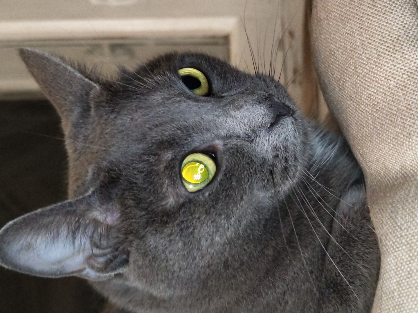 A close-up, eye-level shot shows a grey cat with bright yellow-green eyes looking to the right. The cat is on a tan, textured surface, likely a cushion, with its head and upper body visible. Its fur is short and appears soft. The background is dark and out of focus, with a hint of a light-colored frame or window on the right side. The cat's left eye has a bright reflection that appears to be a stylized image of a building with windows, suggesting it's a reflection from a screen or a window with a particular view. There is no indication of a city or specific location other than the implied indoor setting.