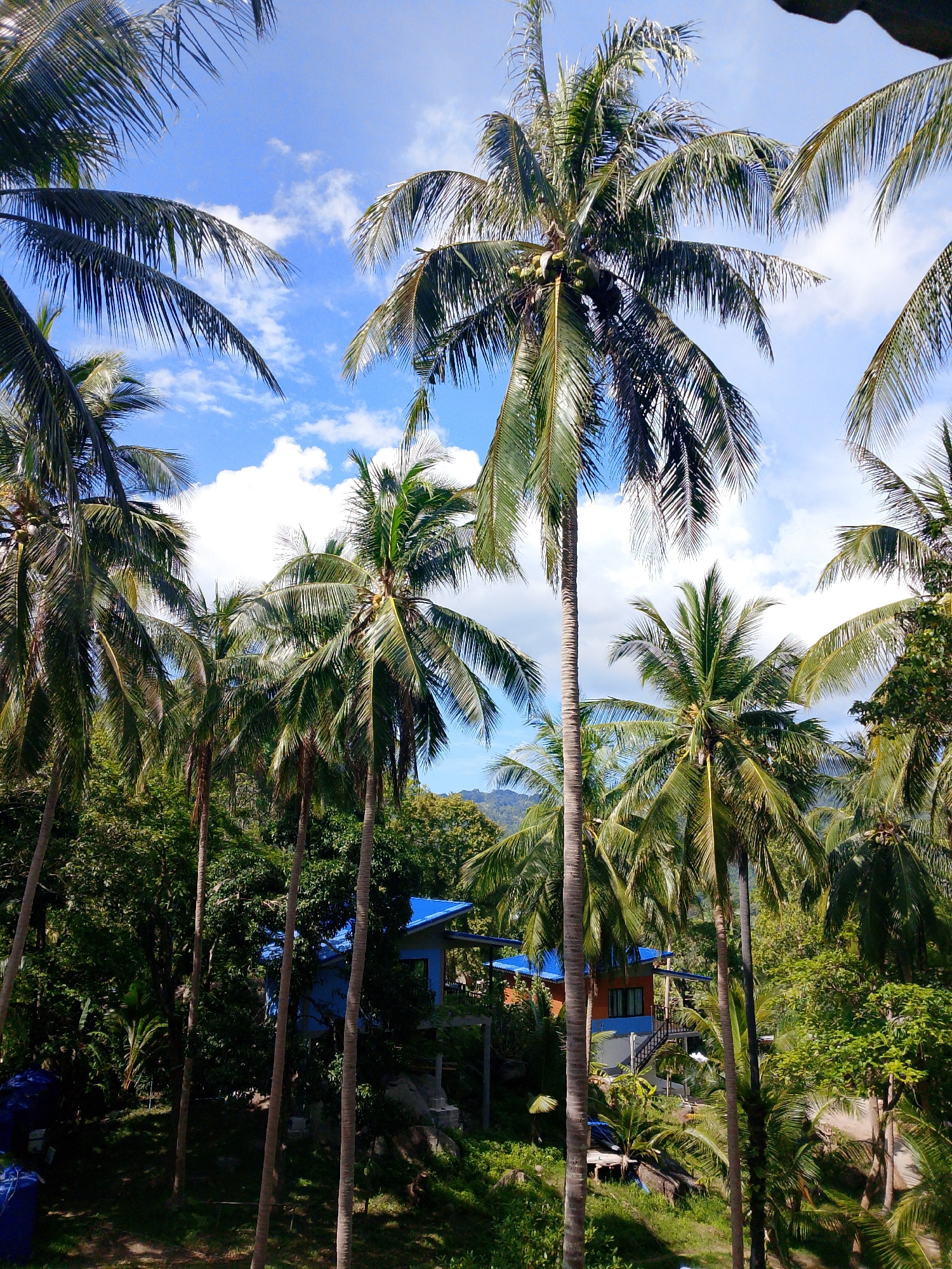 The image shows a cluster of coconut palm trees framing a blue-roofed building nestled amidst lush green foliage. The building appears to be a house or resort, with visible windows and stairs leading up to it. The sky above is a vibrant blue, dotted with fluffy white clouds. The foreground is dominated by the imposing trunks and fronds of the palm trees, some of which are bearing coconuts. The overall scene suggests a tropical setting, likely in a rural or semi-rural area given the natural vegetation and the presence of a single building. The location is described as Ban Tai Subdistrict, Thailand, which is consistent with the visual cues of a tropical landscape. There are no people visible in the image.