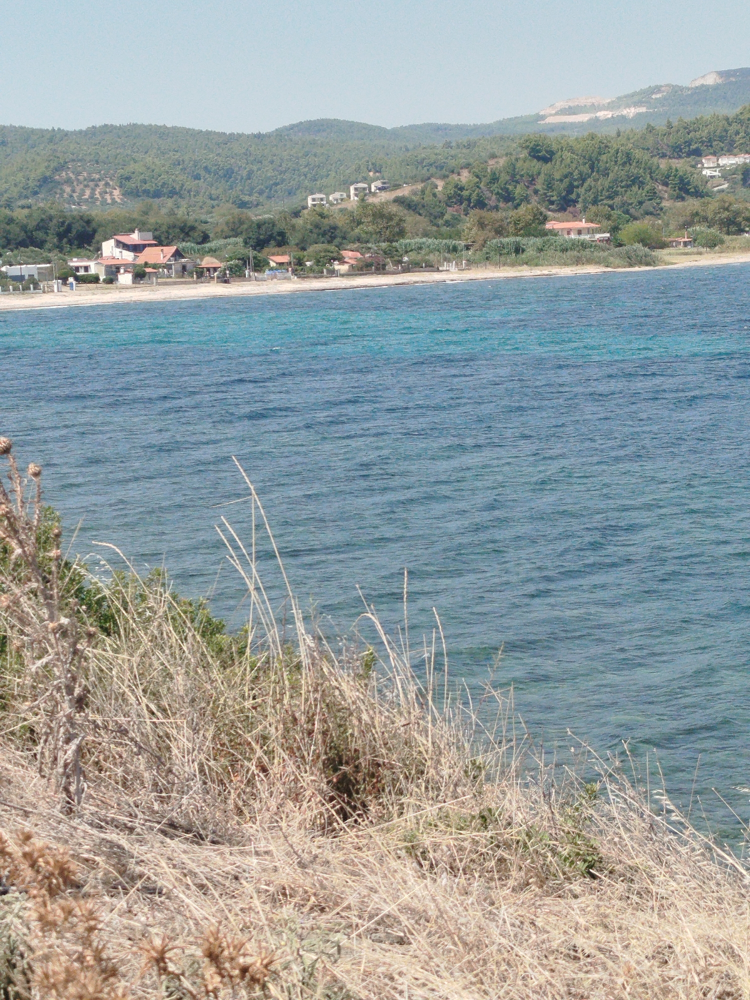This is a medium-shot, eye-level, vertical photograph taken on a sunny day, looking out over the Aegean Sea from the coast of Sithonia Municipal Unit, Greece. The foreground is dominated by dry, sun-bleached grasses and thorny shrubs, with some green vegetation interspersed. The middle ground features the bright turquoise and blue waters of the sea, with small ripples on its surface. In the background, a sandy beach is visible, lined with a few buildings, including houses with red-tiled roofs and some white structures. Further back, lush green hills covered in dense trees rise towards a pale blue, cloudless sky.