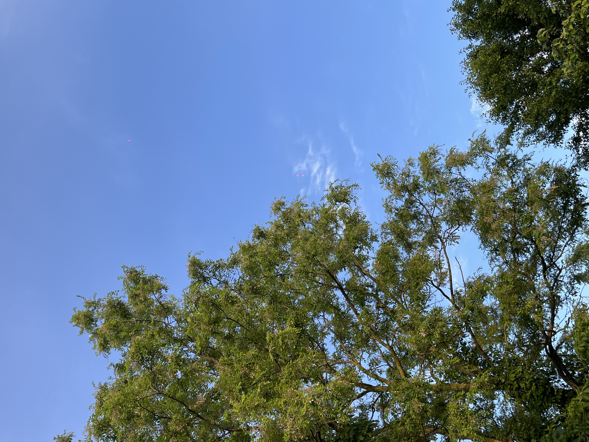 This outdoor photograph, taken in Novopokrovskaya, Russia, features a clear, bright blue sky dominating the upper and central portions of the frame. A few faint, wispy white clouds are scattered across the sky, primarily towards the right side.
Against the blue expanse, two small pink objects are visible. Upon closer inspection, these objects appear to be heart-shaped. One is located in the upper-left quadrant, while the other, slightly larger and clearer, is positioned in the upper-middle part of the sky.
The lower and right sections of the image are framed by the lush, green foliage of two deciduous trees. These trees are densely covered with vibrant green leaves, and numerous small, light-colored blossoms or buds can also be seen among the branches. The scene is illuminated by bright daylight, indicating clear weather. No people or visible text are present in the image.