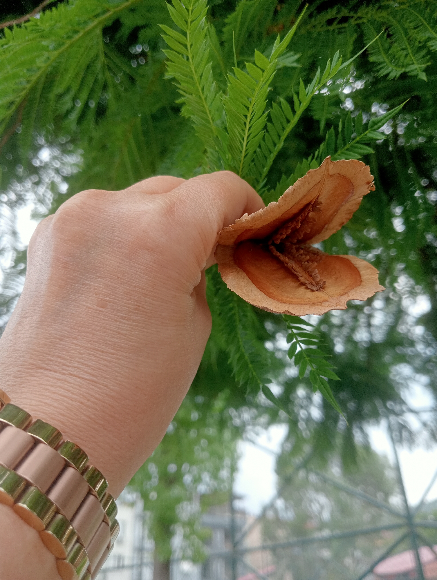 In Fethiye, Turkey, a person's hand, adorned with a rose gold watch, holds a dried, open seed pod against a backdrop of lush green foliage and out-of-focus city buildings. The seed pod, brown and papery, reveals a textured interior with visible seeds. The foreground focuses on the hand and the seed pod, while the background offers a soft blur of natural and urban elements.