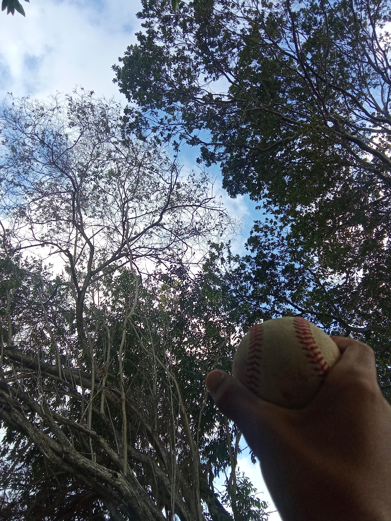 A hand is holding a baseball up toward the sky, framed by tree branches and a partly cloudy sky. The location, Juan Griego, Venezuela, cannot be ascertained from the image alone.