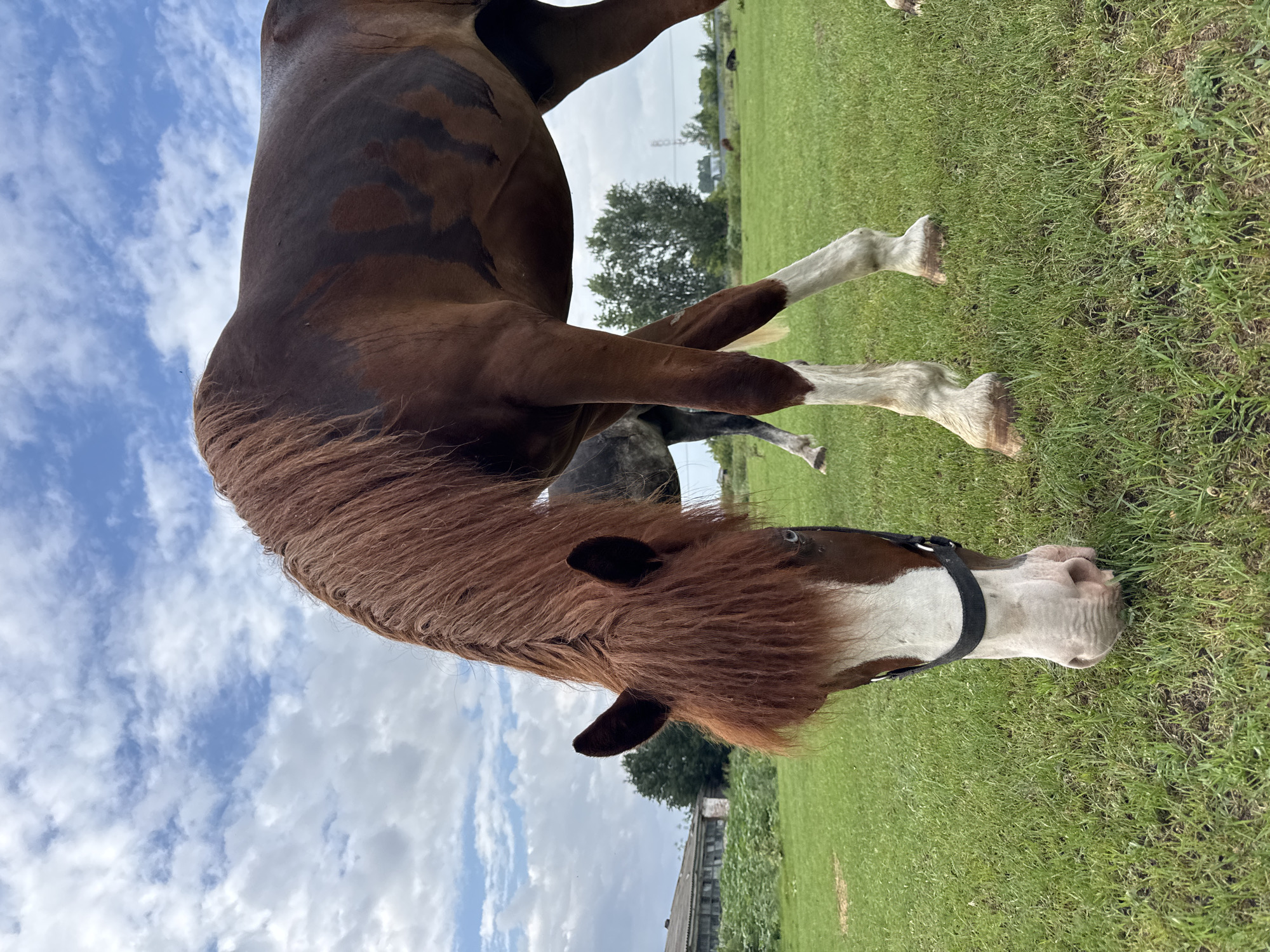 A brown horse with a white blaze on its face and white lower legs is grazing in a grassy field under a cloudy blue sky. The horse's mane is long and reddish-brown. In the background, there is a building with a gray roof, some trees, and other horses in the distance. The scene appears to be a rural setting, possibly a farm or pasture, in the village of Yagodnoye, Russia.