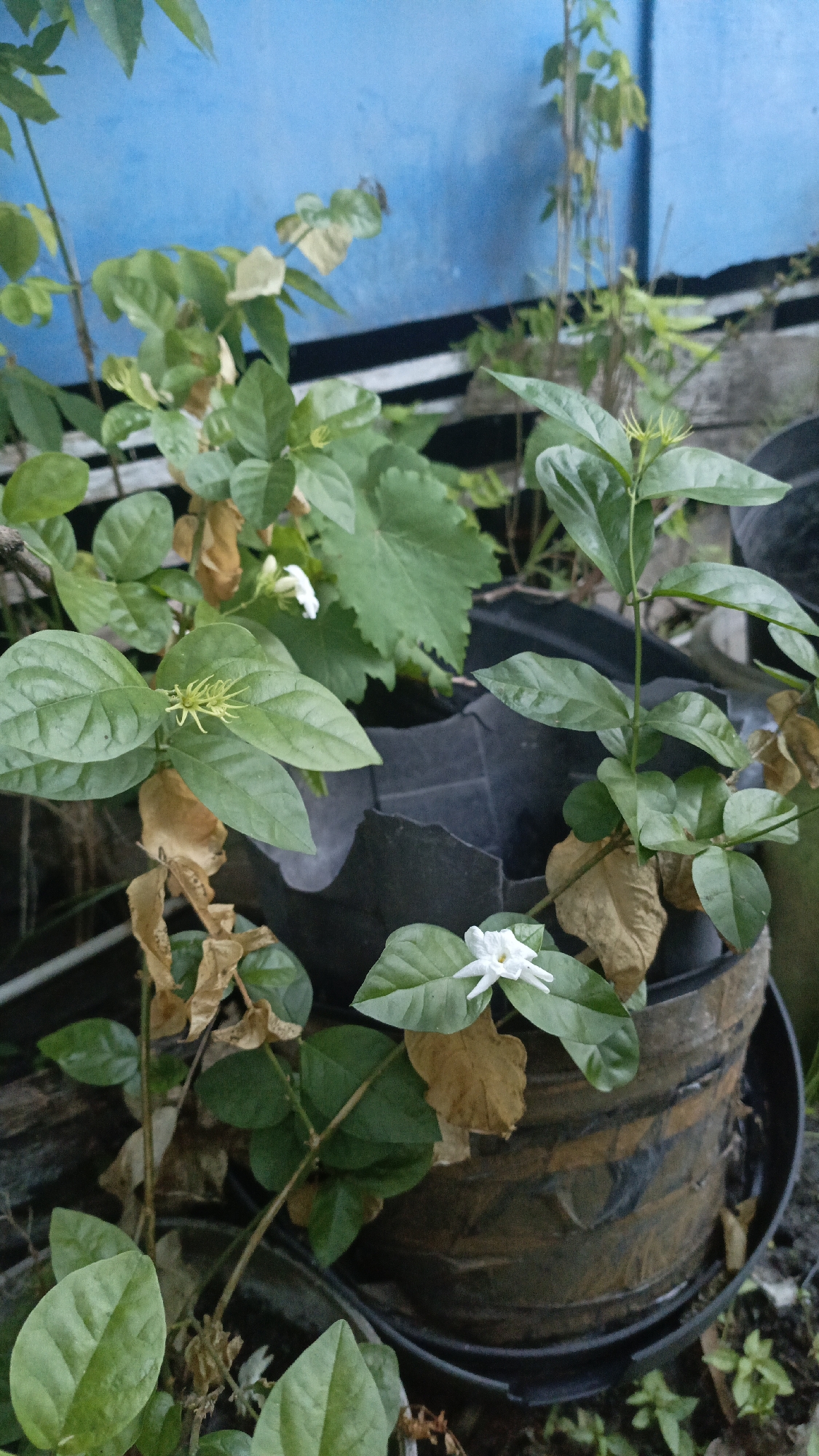 A jasmine plant with white flowers is growing in a cracked, weathered black plastic pot outdoors, likely in Gusunge, Indonesia. The plant has green leaves, some of which are dried and brown. The pot is placed on the ground, surrounded by other plants and a blue wall in the background. The scene appears to be in a garden or yard, with a rustic, somewhat unkempt aesthetic.