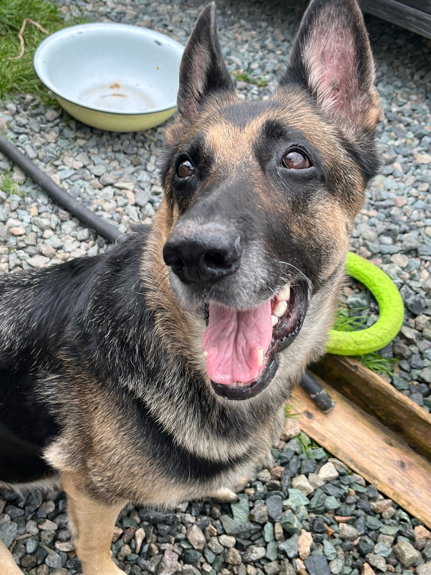 A German Shepherd dog is positioned in the center of the frame, looking up and to the right, with its mouth open and tongue visible, appearing to pant or be excited. The dog has typical German Shepherd coloring: black and tan fur. Behind the dog, to the left, is a light-colored metal bowl with some residue inside, resting on a gravelly surface mixed with some green grass and twigs. To the right of the dog, partially obscured, is a bright green, circular dog toy and a wooden plank. The ground is primarily composed of various shades of grey and green gravel. The background is blurred, suggesting the image was taken outdoors. There is no indication of the location being Nizhny Tagil, Russia.