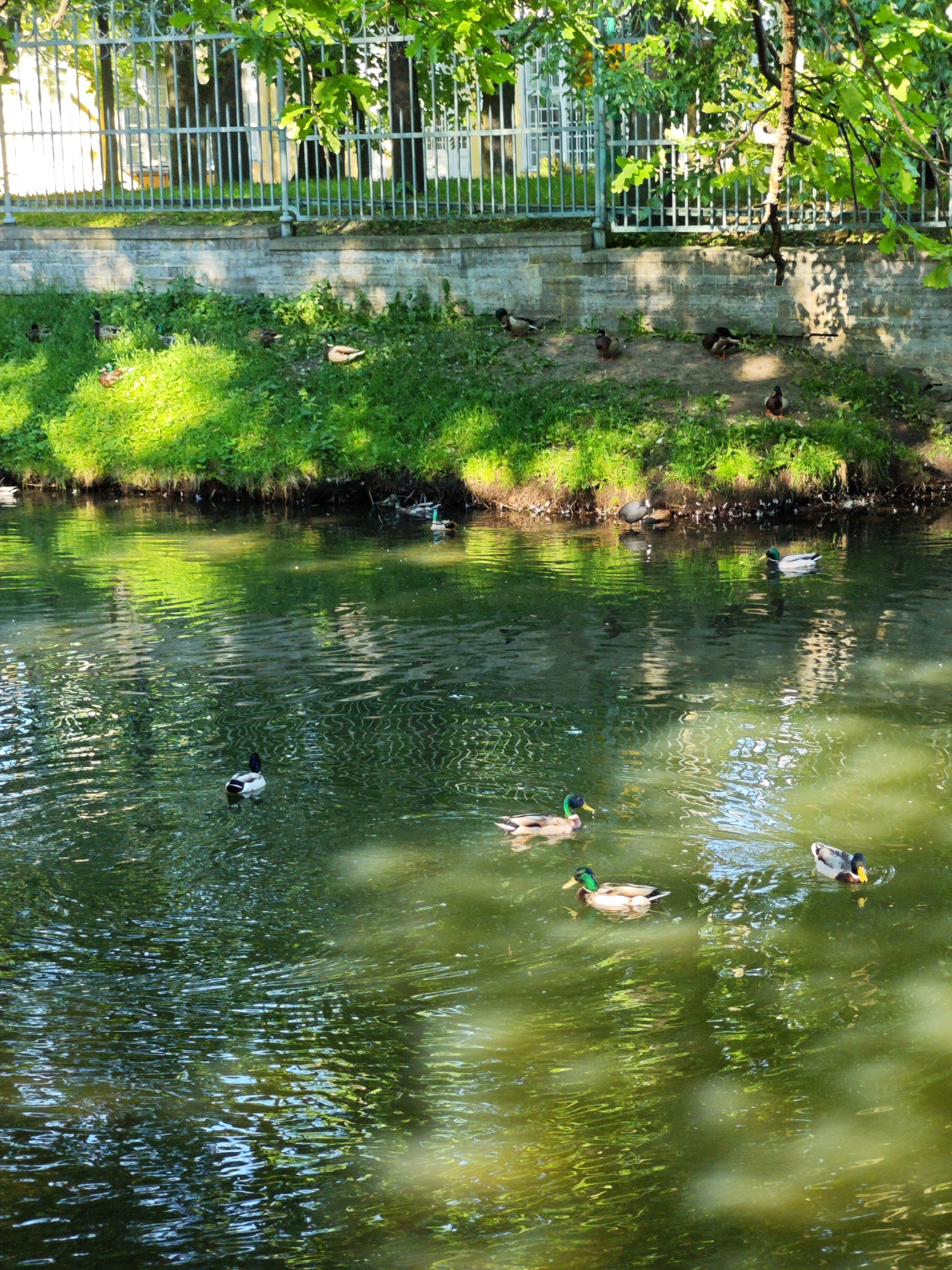 This image captures a segment of an urban waterway in Saint Petersburg, Russia, under conditions of bright sunlight. The foreground is dominated by a body of greenish-brown water, its surface agitated by ripples and reflecting overhead foliage and sky. At least six mallard ducks, primarily drakes identifiable by their iridescent green heads, white neck rings, and brown chests, are actively swimming in the water.
The banks bordering the waterway feature patches of vibrant green grass interspersed with areas of exposed dirt. On these banks, several additional ducks, including both drakes and lighter-colored hens, are visible resting or foraging. On the right bank, near the water's edge, a dark-feathered aquatic bird, possibly a coot or moorhen, is also present.
A low, grey stone or concrete retaining wall forms a boundary behind the immediate bank. This wall is topped by a substantial grey metal fence composed of vertical bars and decorative scrollwork, extending across the mid-ground. Dense green tree foliage is visible above and through the fence, with a prominent tree trunk and branches entering the frame from the upper right, casting dappled shadows. In the background, partially obscured by trees and the fence, are light-colored buildings with multiple windows, indicative of urban architecture.