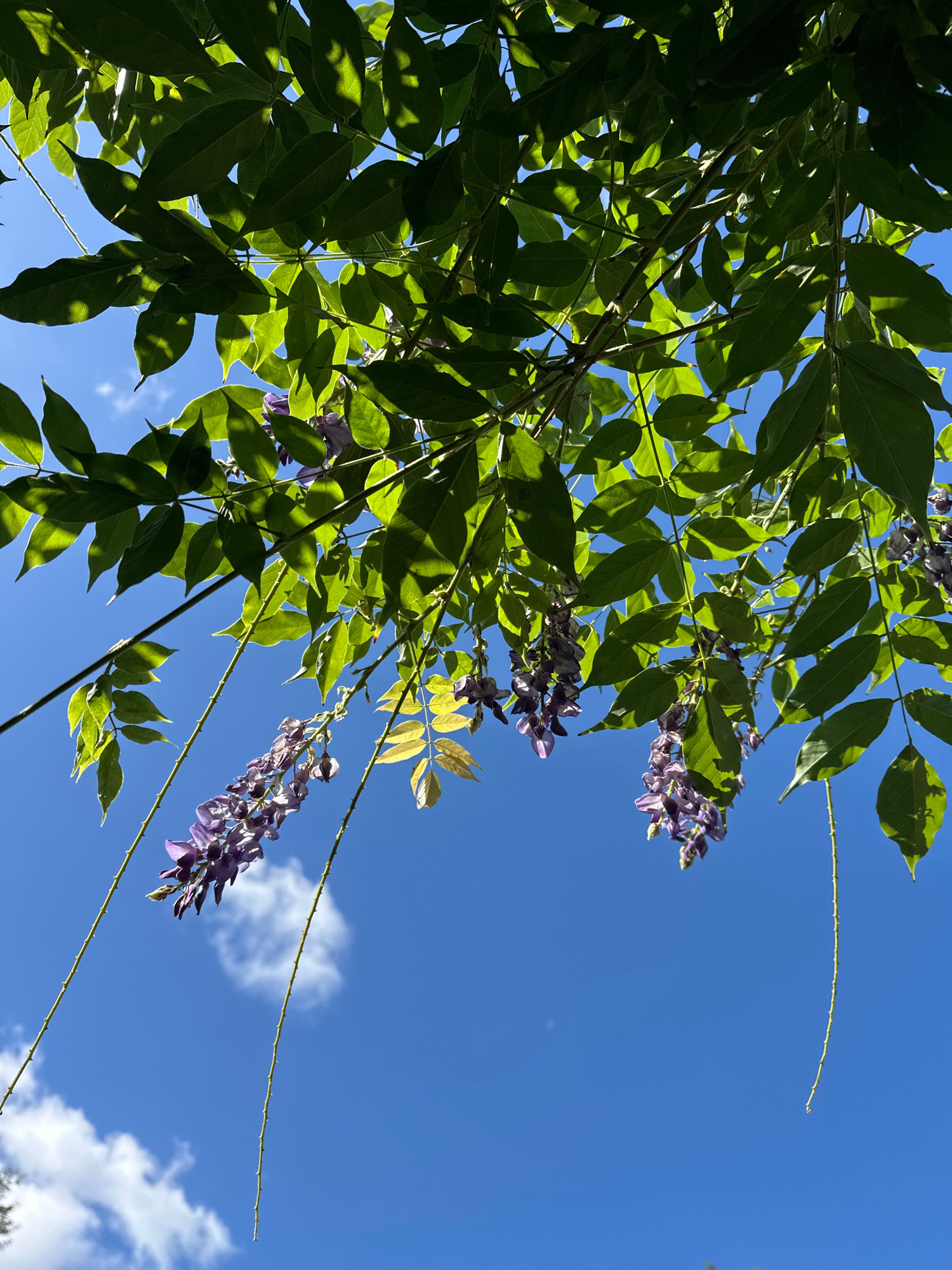 This is a low-angle, full-shot photograph of wisteria flowers and foliage against a bright blue sky with scattered white clouds. The wisteria branches, laden with clusters of purple flowers, hang down from the top of the frame. The leaves are a vibrant green, with sunlight filtering through them, creating dappled patterns of light and shadow. The image appears to have been taken outdoors, likely in a garden or park setting. There are no people or animals visible in the frame, and no specific identifiable landmarks that would place it within London, United Kingdom.