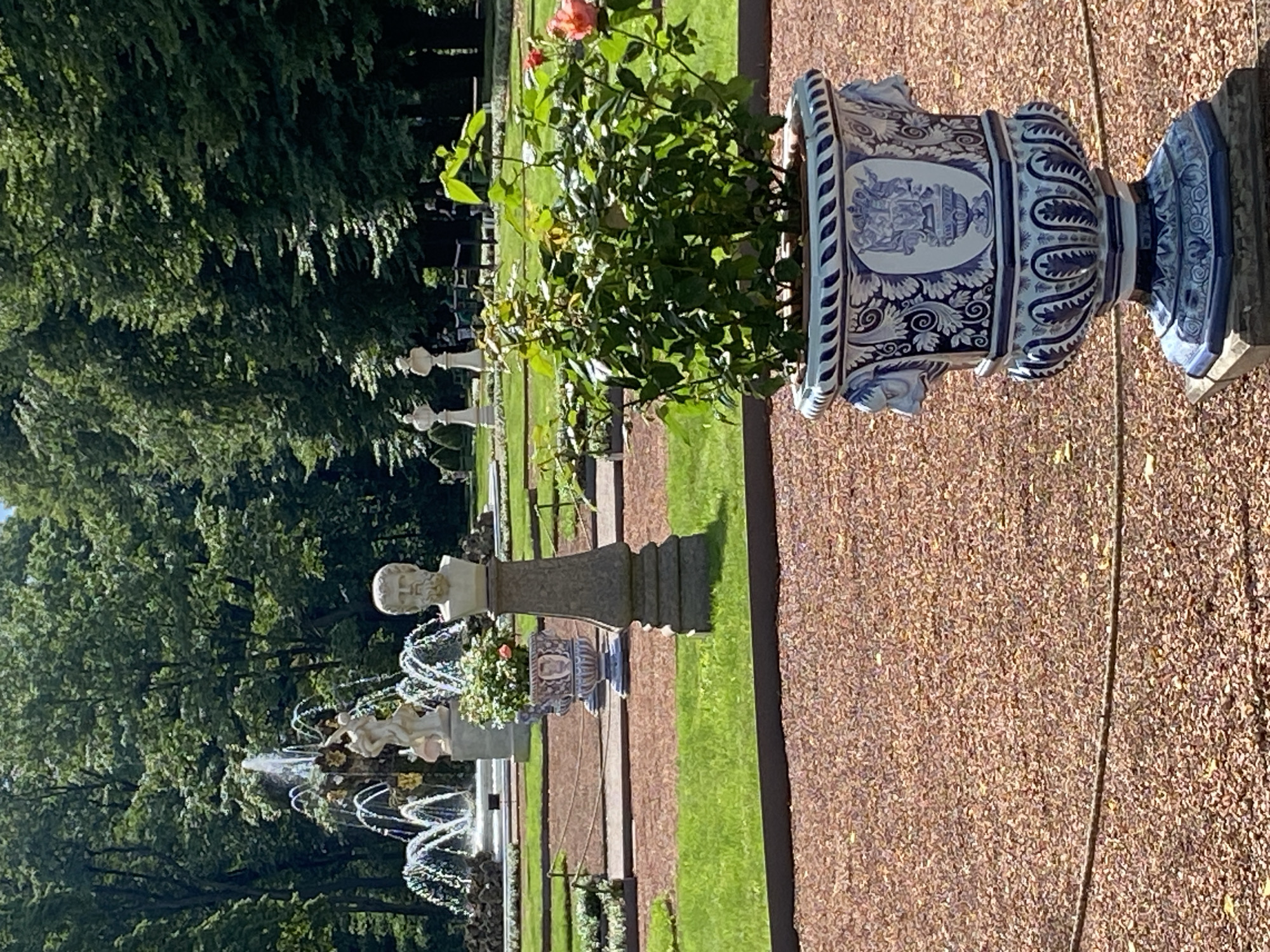 The image depicts a sunlit garden scene at Peterhof Palace in Saint Petersburg, Russia. In the foreground, a large, ornate blue and white porcelain planter holds a lush green rose bush with a few pink blossoms. Behind this planter, a sculpted bust of a bearded man on a stone pedestal is visible. Further in the background, a large, elaborate fountain with multiple tiers and figures spouts water, surrounded by manicured lawns and trees. Several other classical sculptures and planters are sparsely distributed throughout the garden. The ground in the foreground is covered with reddish-brown gravel, and a thin rope separates it from the grassy areas. The overall impression is one of a grand, well-maintained historical park.