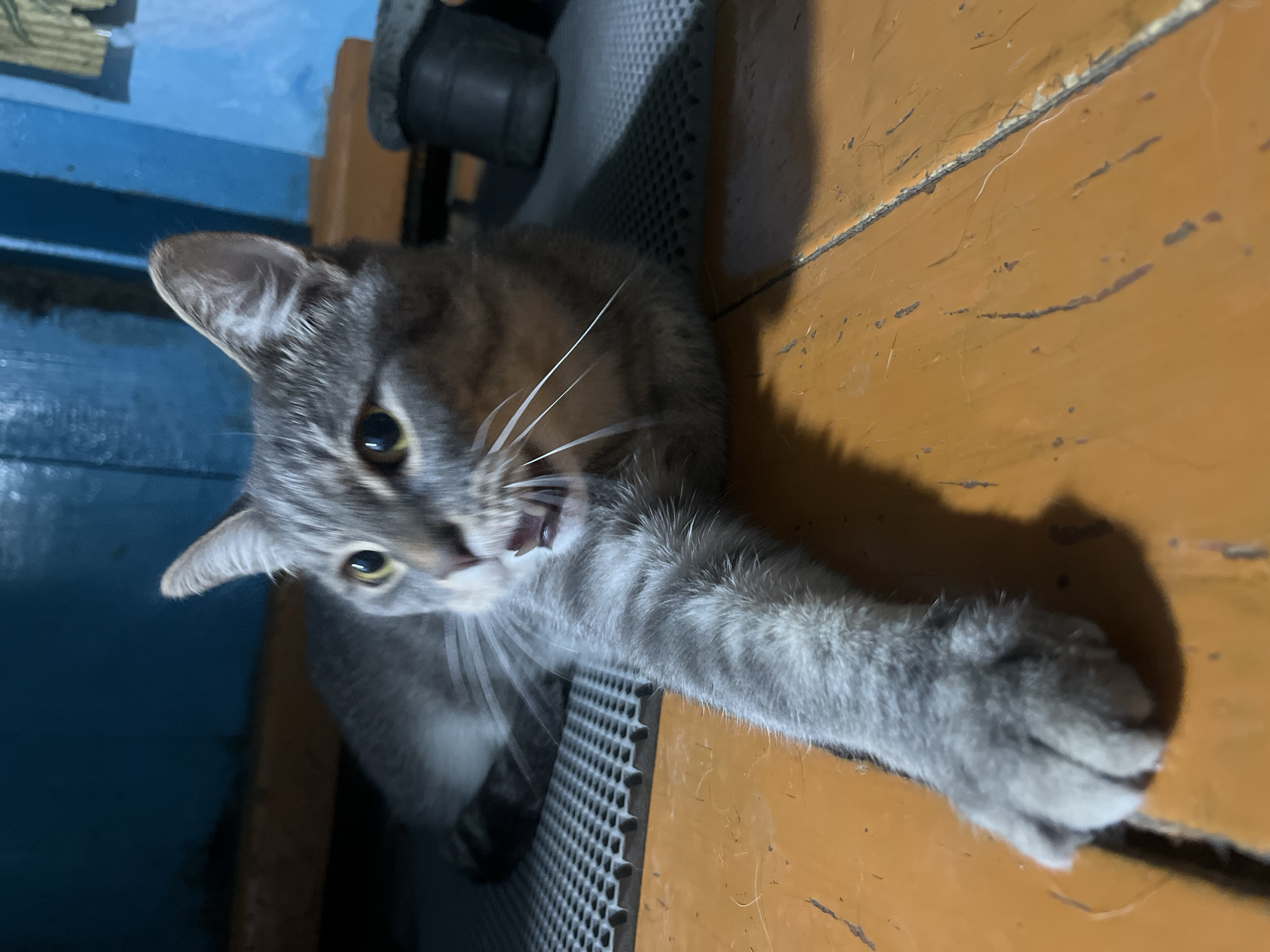 A medium close-up, eye-level shot shows a grey tabby cat lying or stretching on an orange-brown wooden surface, likely a floor or table, in an indoor setting in Nizhny Tagil, Russia. The cat's body is oriented diagonally in the frame, with its head turned towards the camera. Its mouth is open, revealing teeth and a glimpse of its tongue, suggesting it is vocalizing, yawning, or possibly hissing. Its large, light-colored eyes with dilated pupils are fixed on the viewer. White whiskers splay out from its muzzle. One of its front paws is extended forward towards the camera, resting on the wooden surface.
The cat's fur is a mix of grey, brown, and black tabby stripes. To the left and behind the cat, a blue-painted surface, possibly a wall or piece of furniture, is visible. Beneath the cat's midsection and extending towards the bottom of the frame is a dark grey, textured, mesh-like material, possibly part of a pet carrier or a chair. Shadows from the cat and other unseen objects are cast on the wooden surface, indicating a light source from above or to the side. The wooden surface shows signs of wear, including cracks and discolored lines. No human subjects or visible text are present in the image. The lighting appears artificial or dim.