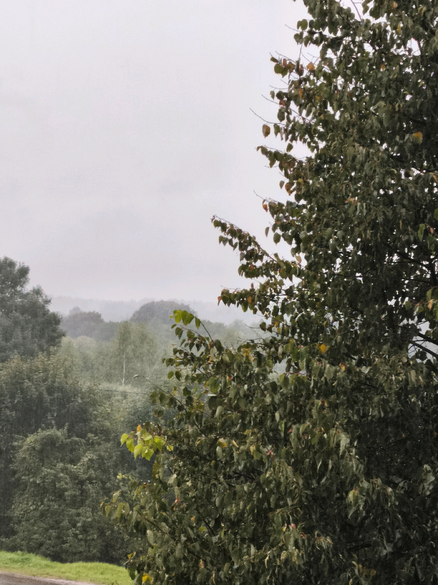 The image shows a close-up view of a tree with dark green leaves, some of which are tinged with yellow and brown, suggesting it is autumn. The tree occupies the right side of the frame. In the background, a misty, hazy landscape of rolling hills covered in dense green foliage can be seen. The sky is overcast and appears a light grey. There are visible streaks of rain falling, indicating inclement weather. The foreground on the left shows a patch of bright green grass adjacent to what appears to be a dark road or path. The scene is likely located in the rural area of Горскі сельскі Савет, Belarus, given the natural, forested environment. There are no people or animals present in the image.