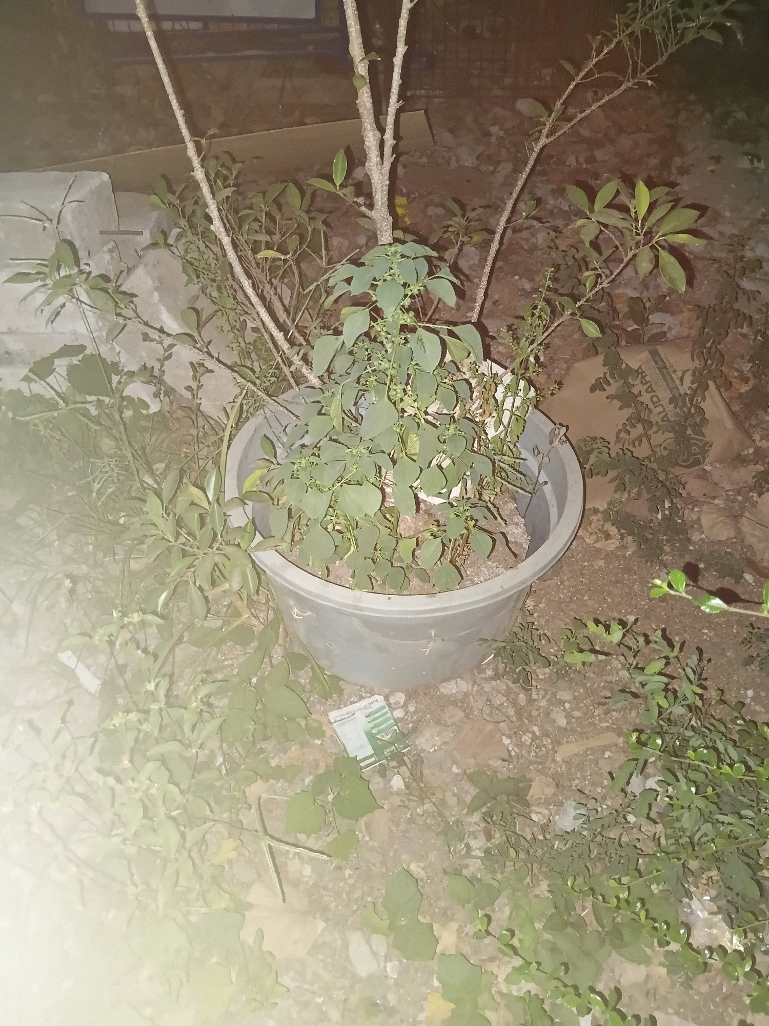 The image shows a close-up of a potted plant on the ground at night. The plant has several branches with green leaves and is in a large grey pot. The surrounding ground is covered with dirt, small stones, and some scattered debris, including what appears to be a crumpled piece of paper or packaging with text visible. The lighting suggests an outdoor, possibly urban, environment. There is no indication of the city of Cikal, Indonesia, or any specific location details present in the image itself. The scene is static and there are no people or actions depicted.