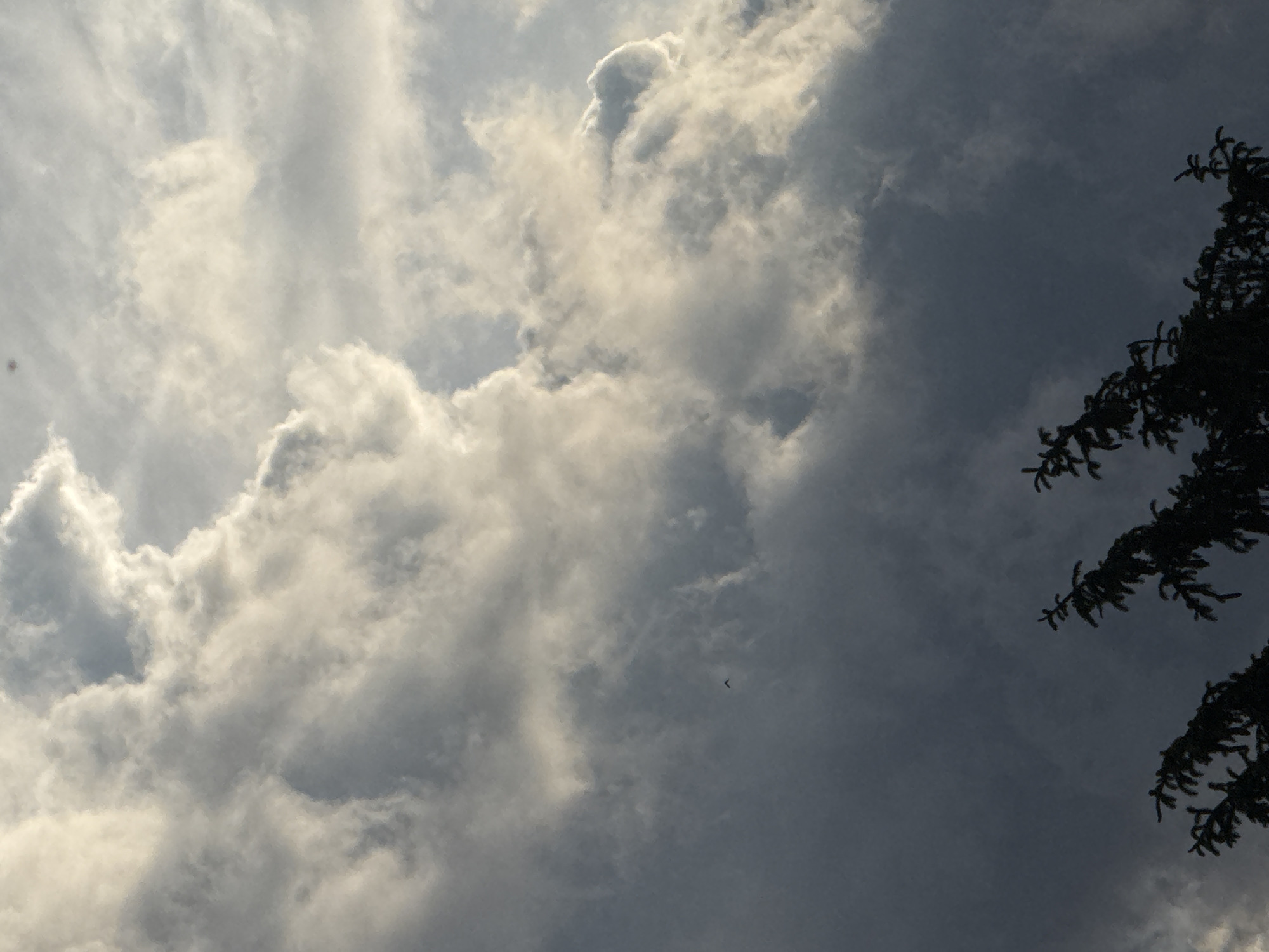 The image presents a cloudy sky with varying light conditions. On the left and upper-left, bright, voluminous clouds are prominently featured, illuminated by what appears to be sunlight, creating striking highlights and textured forms. Towards the right side of the image, the clouds become darker and more shadowed, transitioning into a deeper blue-grey sky.
Silhouetted dark conifer branches, likely from a spruce or pine tree, frame the right edge of the photograph, extending from the top-right corner downwards. A small, dark, V-shaped object is visible against the darker sky in the mid-right section, suggesting a bird or a small distant flying object.
The lighting indicates daytime, possibly late afternoon or early morning, given the dramatic interplay of light and shadow on the clouds. The weather appears partly cloudy with dynamic lighting. The scene captures an outdoor setting in the sky, consistent with a location such as Sofia, Bulgaria. No text is visible in the image.