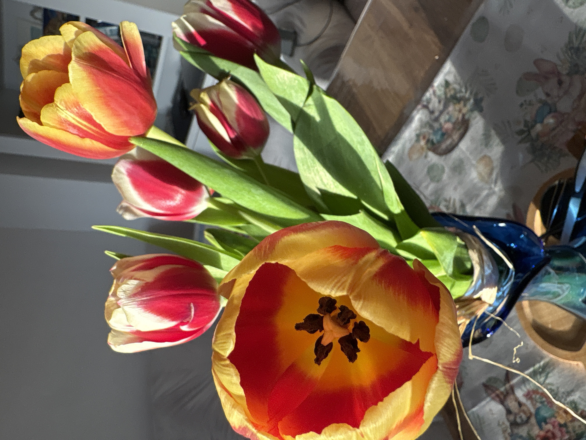 A close-up, high-angle shot shows a bouquet of six partially opened tulips in a blue vase. The tulips are predominantly red and white with yellow edges. One tulip is fully open, revealing a yellow interior and dark brown stamen. The leaves of the tulips are bright green. The vase sits on a surface that appears to be a tablecloth or placemat with a pattern that includes depictions of rabbits. The presence of a table or countertop suggests an indoor setting. The image is well-lit. The location is not discernible based on the image and there is no information to suggest the city of Burgas, Bulgaria.