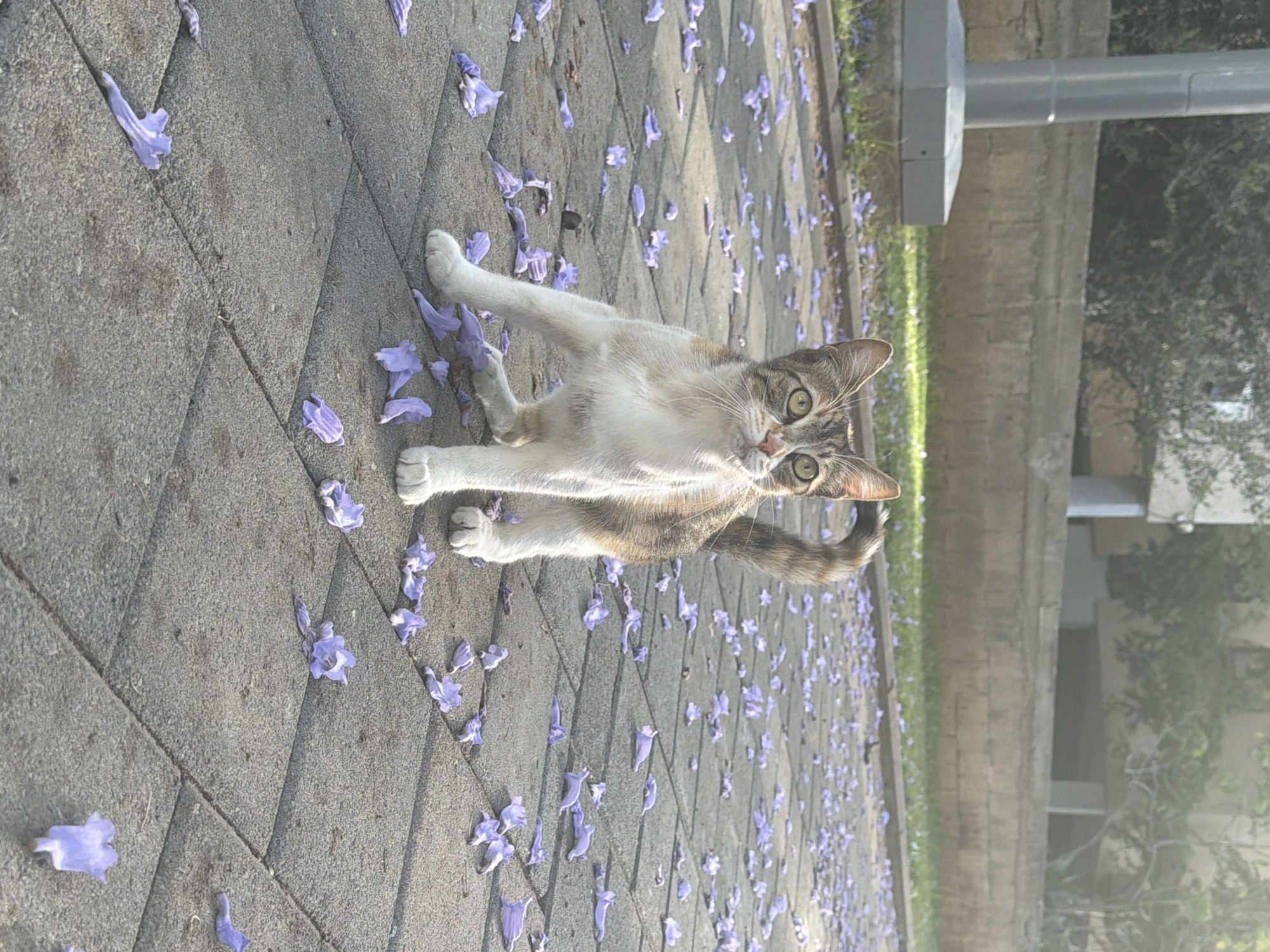A tan and white cat stands on a gray brick walkway strewn with fallen purple flowers, its head tilted slightly with both eyes visible. The cat's front paws are outstretched, and its tail is curled slightly upward. Behind the walkway is a narrow strip of green grass, followed by a light gray wall with a large, rectangular gray post extending from it. Trees and foliage are visible in the background. The image was likely taken outdoors in Tel-Aviv, Israel.