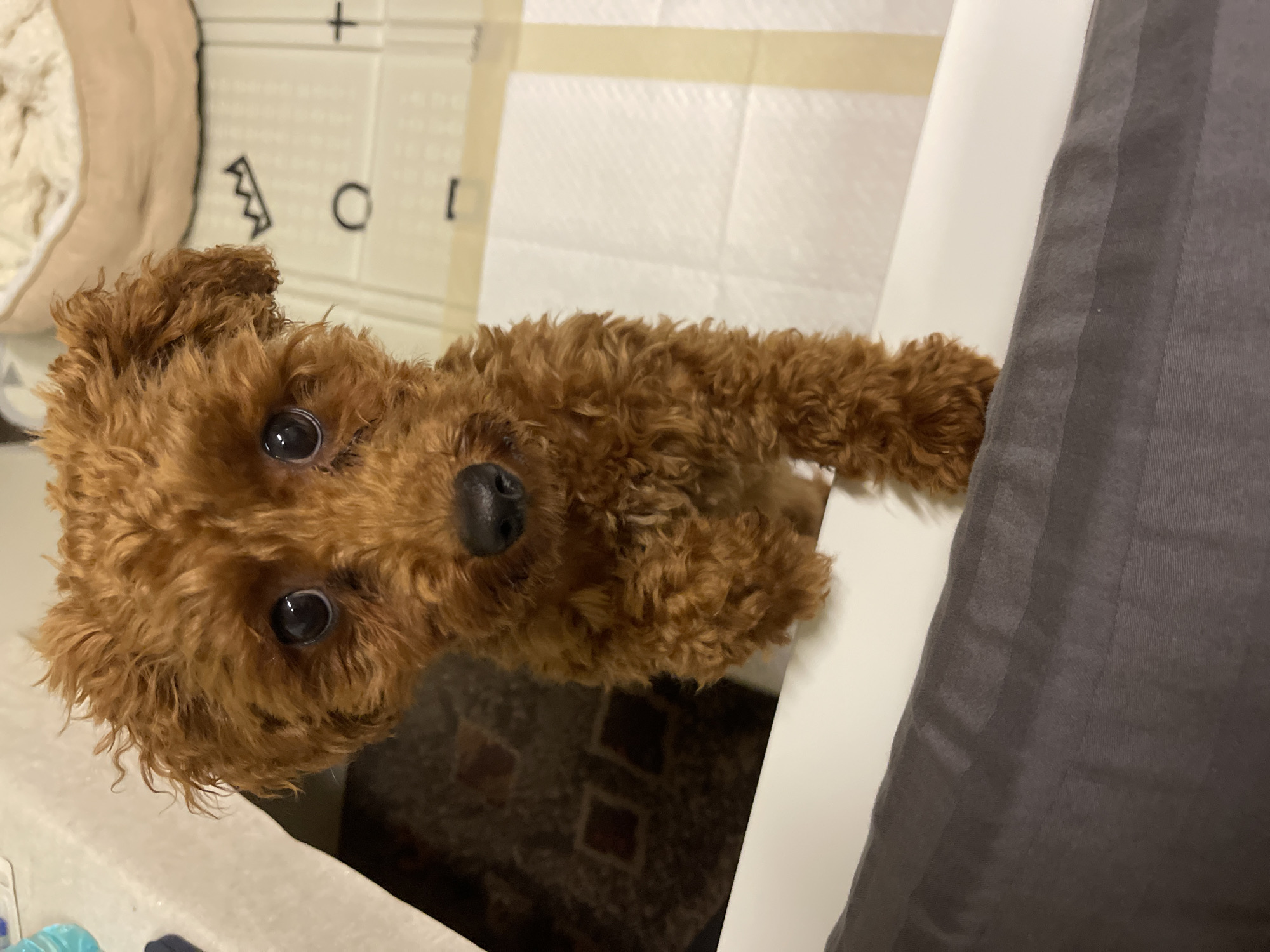 A brown, curly-haired dog with large, dark eyes and a black nose is the primary subject of this close-up shot. The dog appears to be looking up at the camera from a low angle. The dog's fur is a warm, reddish-brown color. The dog seems to be positioned within a white bathtub or sink. A section of gray fabric, likely part of a blanket or towel, is visible in the right portion of the frame. A potty training pad is visible in the background. There is no information to establish the location in the city of Sofia, Bulgaria.