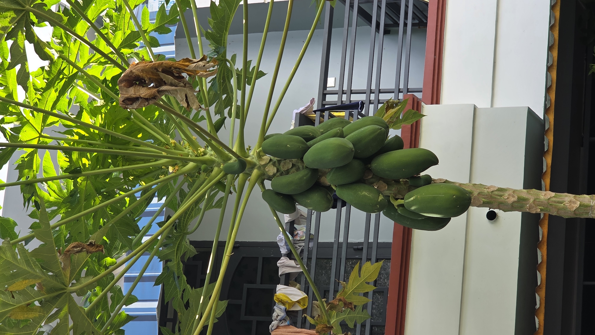 The image depicts a papaya tree laden with unripe, green fruits. The tree is positioned in front of a building with a white facade and a dark metal gate. Some leaves on the tree appear dried and brown. The scene is located in Nha Trang Ward, Vietnam.