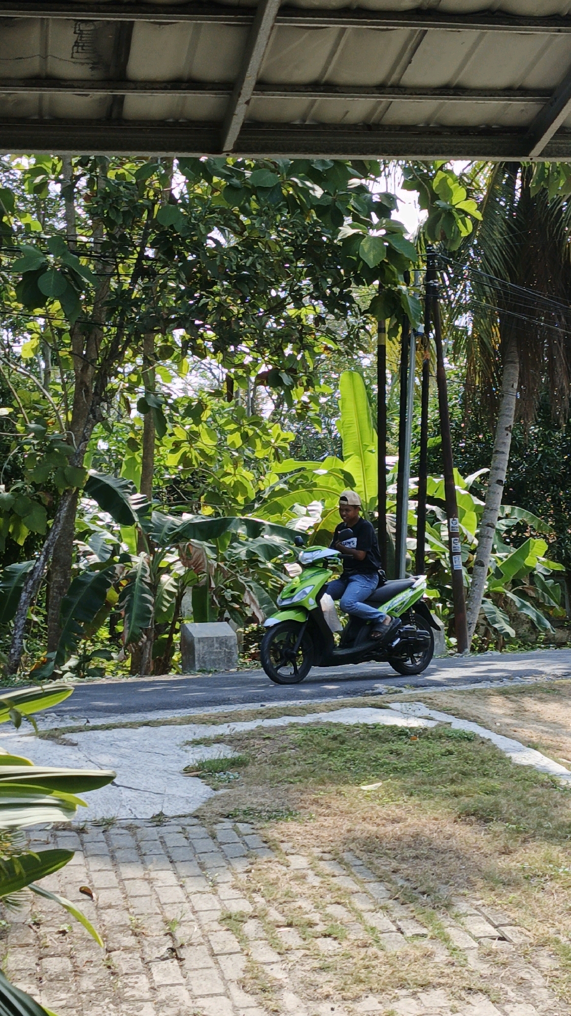 A young Indonesian man wearing a black t-shirt, blue jeans, and a beige baseball cap rides a green and white scooter on a paved road. He is looking at his phone. The road is surrounded by lush green foliage, including banana trees and other tropical plants. Power lines and poles are visible in the background. The scene appears to be in a rural or semi-rural area, possibly in Cintaratu, Indonesia, given the vegetation and architecture, such as the overhang with a corrugated metal roof. The foreground shows a textured paving stone area with dry grass. The lighting suggests it is daytime with sunlight.