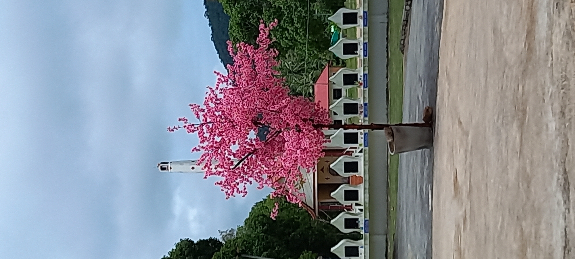 The image shows a pink artificial tree in a pot, positioned outside a building with a row of white and black gable-roofed structures along its perimeter. Behind the building, lush green trees and foliage extend up a hillside. A slender white tower is partially visible behind the tree. The sky is overcast. Based on the location information provided, this scene is likely located in ตำบลเกาะพะงัน, Thailand.