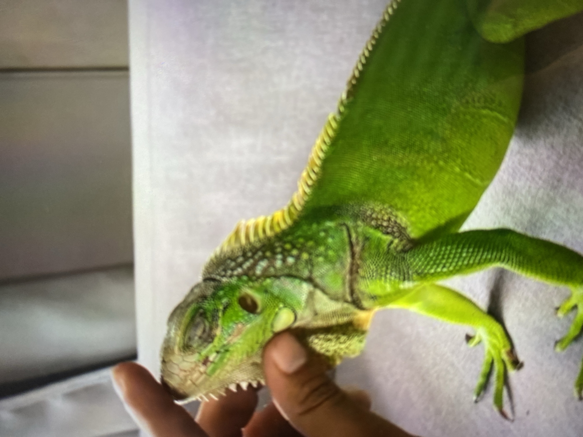 A green iguana is held by a person's hand. The iguana's head is mostly closed, and its scales are visible. Its dewlap and spikes are visible. The location is Tinaquillo, Venezuela.