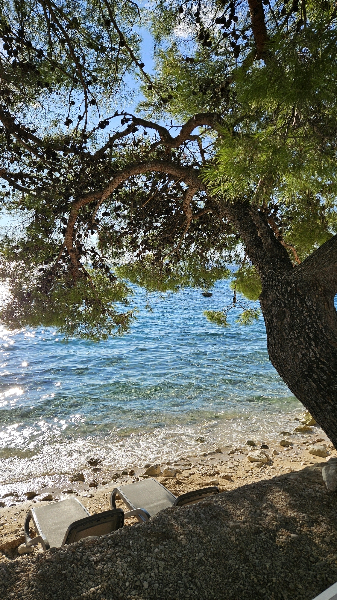A sunlit beach scene in Općina Tučepi, Croatia, features a mature pine tree with numerous pinecones casting a shadow over a sandy and pebbly shore. The clear, turquoise water of the Adriatic Sea gently laps the coastline. Two empty lounge chairs are positioned on the sand, facing the water, suggesting a tranquil atmosphere. The sunlight sparkles on the water's surface, creating a serene and inviting environment.