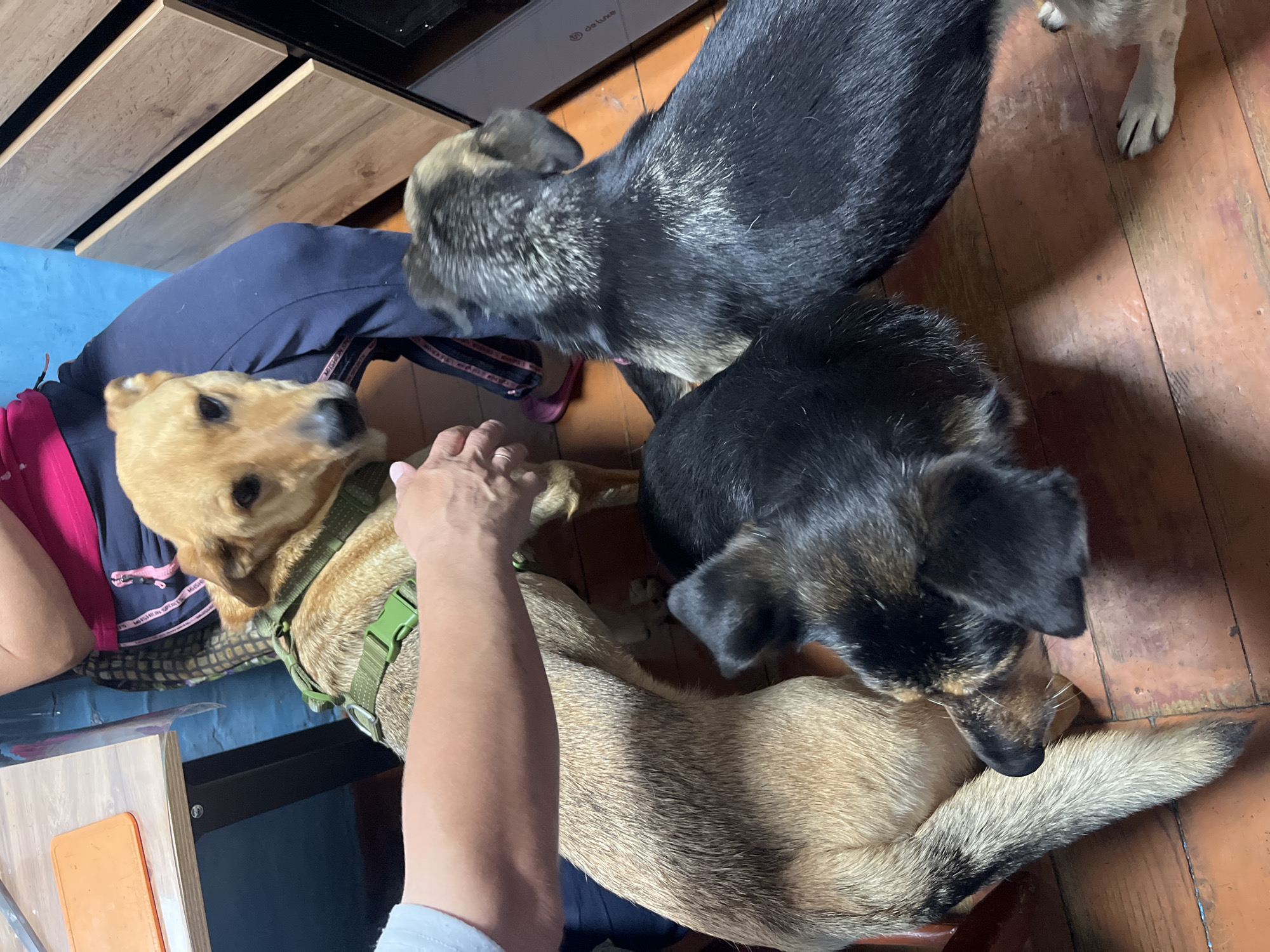 The image shows an overhead view of three dogs interacting with a person's legs and hand. One dog, a light brown color with a green harness, is looking towards the camera with its head slightly tilted. Another dog, mostly black with brown markings on its face and chest, is leaning over the first dog, appearing to nuzzle it. A third dog, primarily black with some greyish-brown fur on its head and back, is mostly out of frame, with only its head visible. The person's hand is reaching down, petting the light brown dog. The scene appears to be indoors, on a wooden floor, with a blue surface visible in the background, possibly a rug or mat. Part of a wooden cabinet with drawers is also visible at the top of the frame. The overall impression is one of affection and interaction between the dogs and the person. There is no visible text in the image. The lighting suggests it could be daytime, but without external views or clocks, the exact time of day is unclear. The setting doesn't provide strong cues for specific weather conditions. The location context of Nizhny Tagil, Russia, is noted but not visually represented in the image itself.