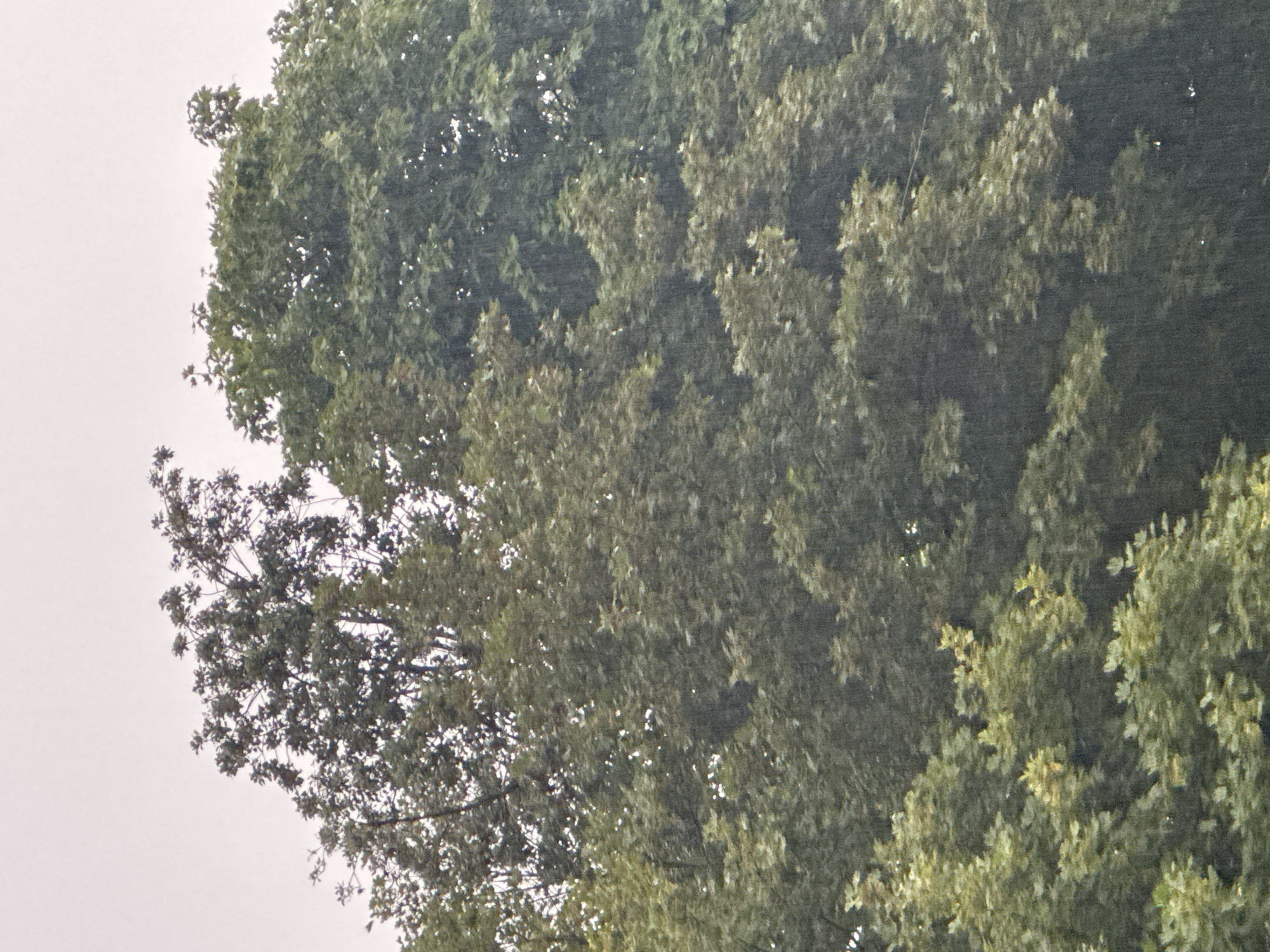 The image shows a dense canopy of green trees against a pale, overcast sky. The foliage is lush and appears to be in late spring or summer. Tiny white specks are visible throughout the image, suggesting that it is raining. The trees are tall and fill most of the frame, with the sky visible only at the top. The overall impression is one of a natural, verdant scene, possibly within a park or forested area. The provided context indicates the location is Yessentuki, Russia.